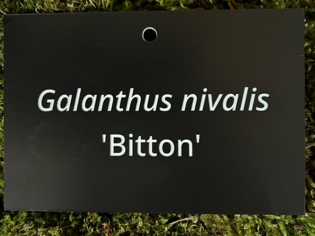 Galanthus nivalis 'Bitton' - Plant label