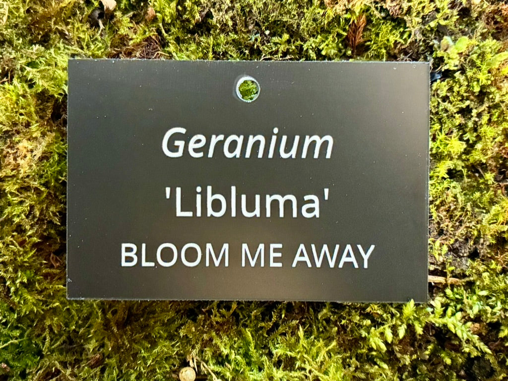 Geranium 'Libluma' BLOOM ME AWAY - Plant label