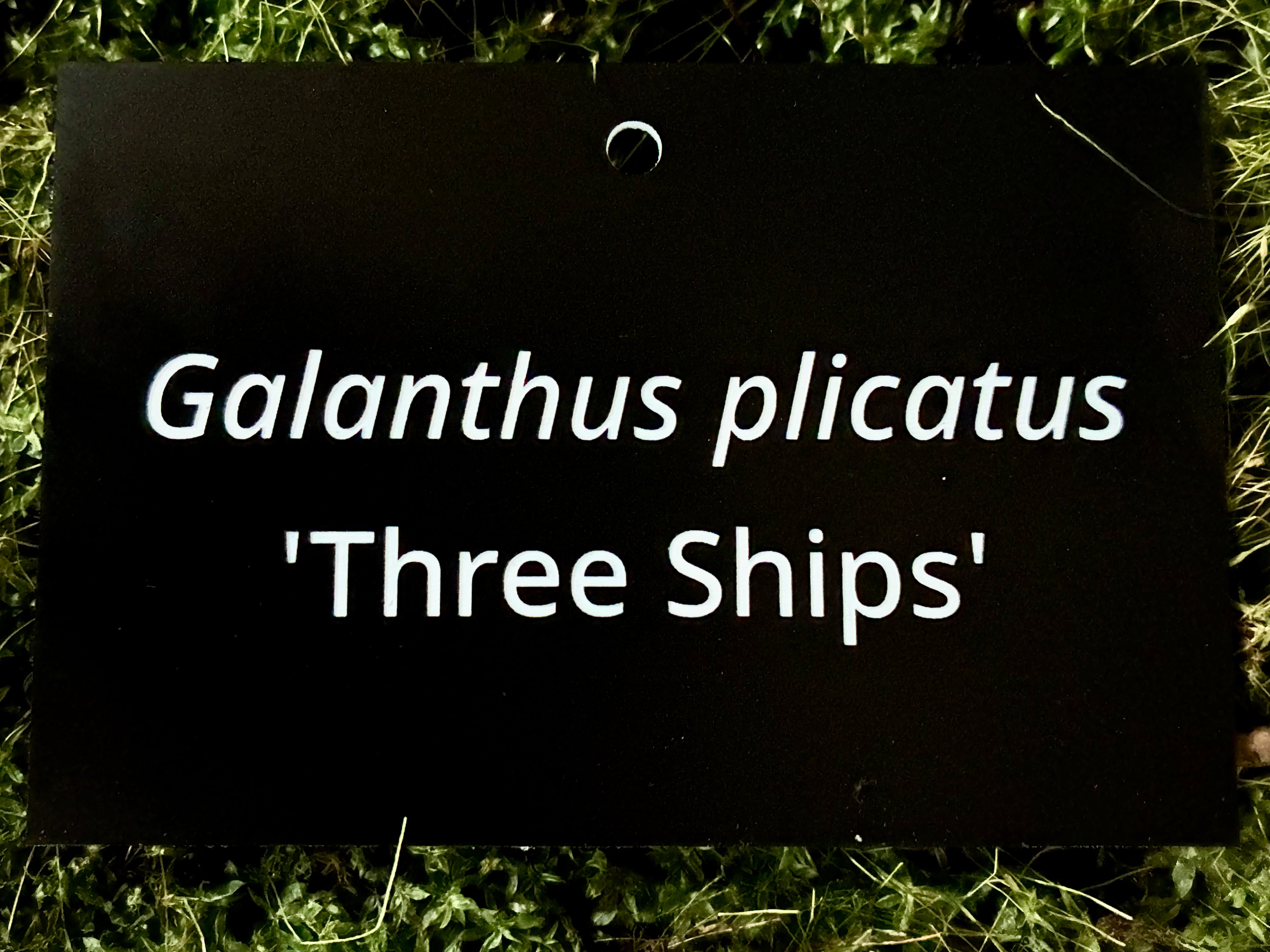 Galanthus plicatus 'Three Ships' - Plant label