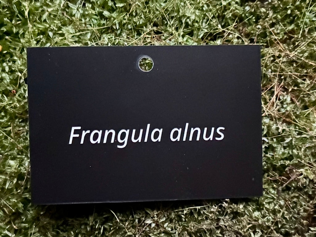Frangula alnus - Plant label