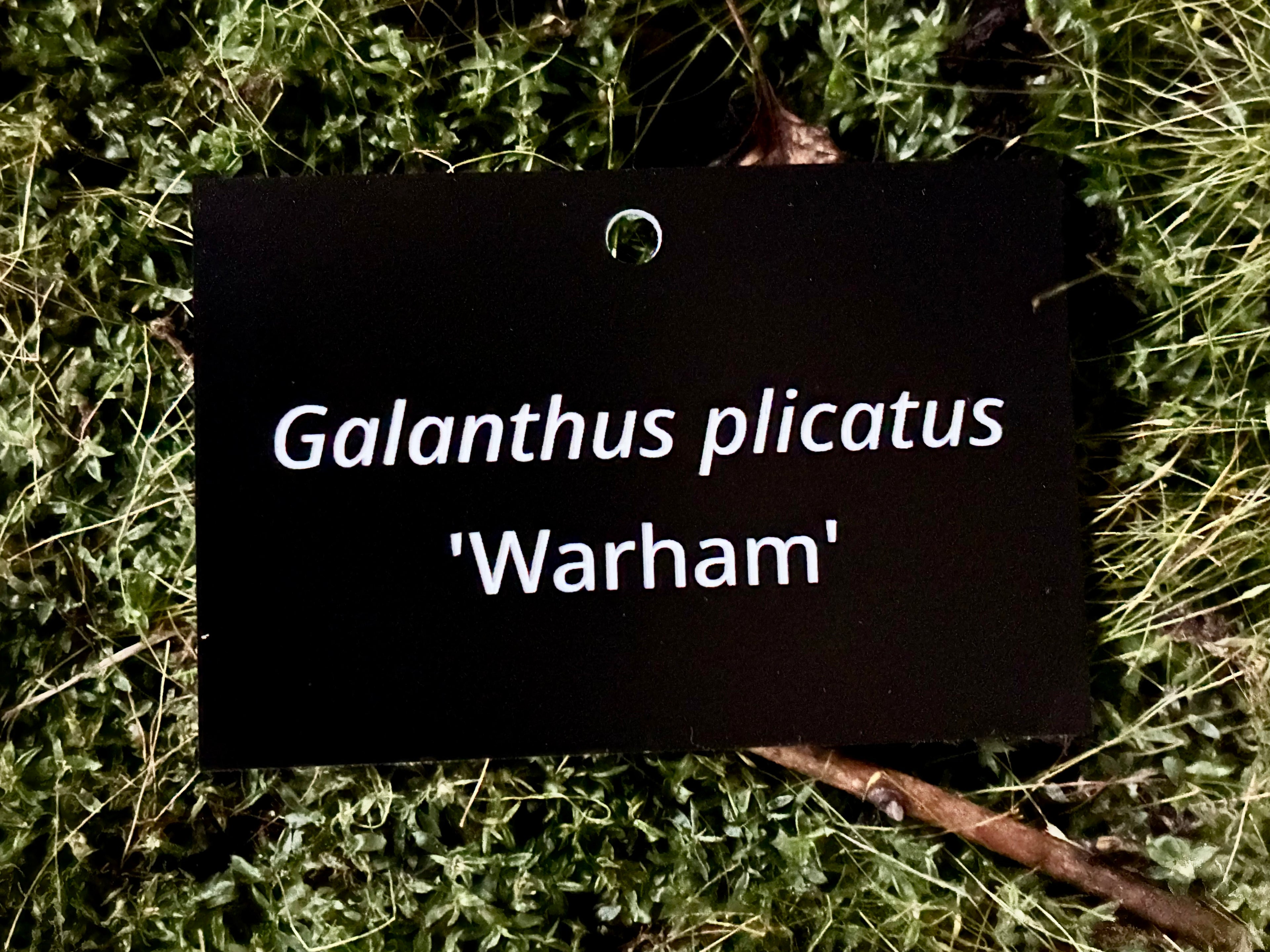 Galanthus plicatus 'Warham' - Plant label