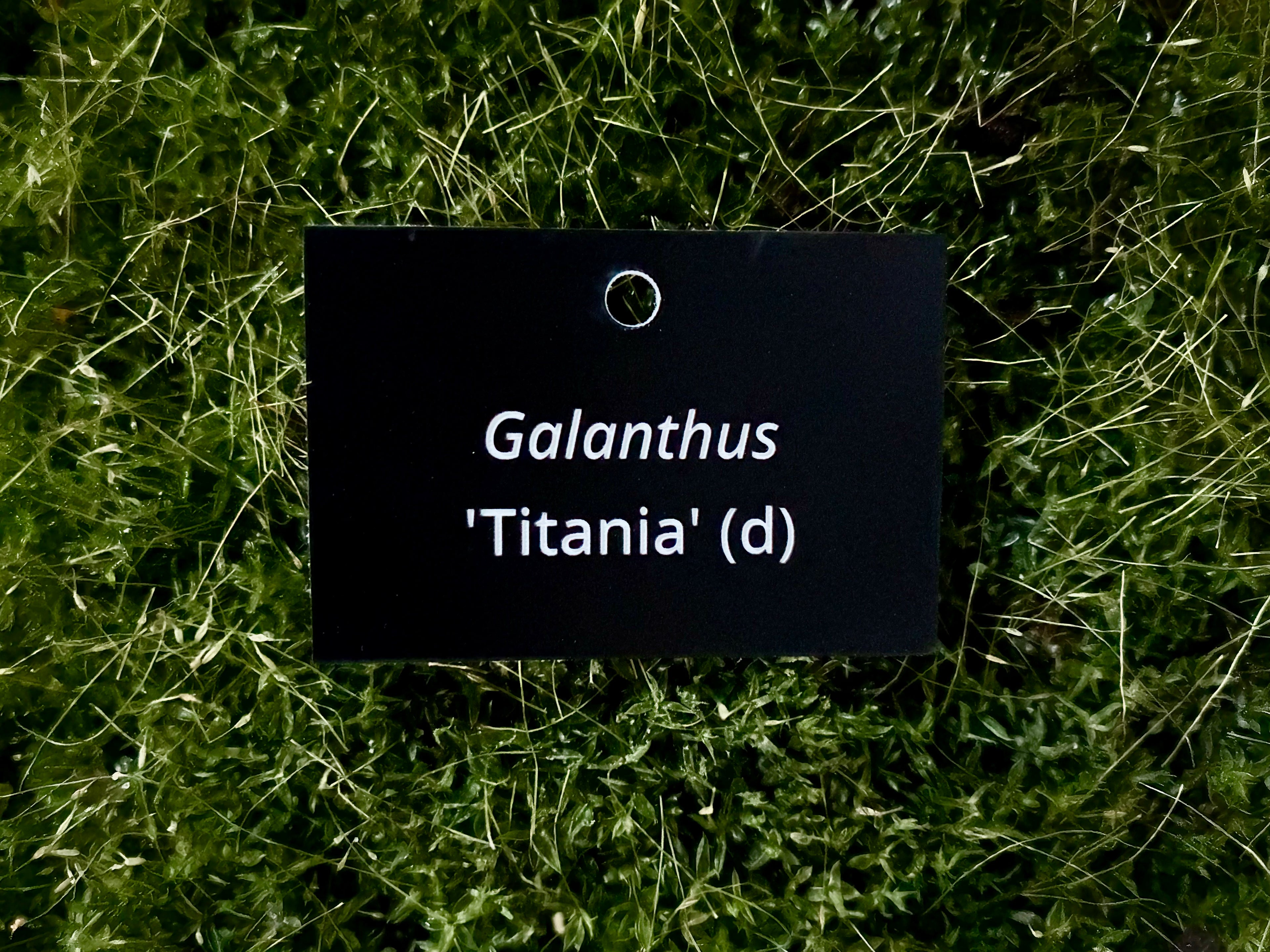 Galanthus 'Titania' (d) - Plant label