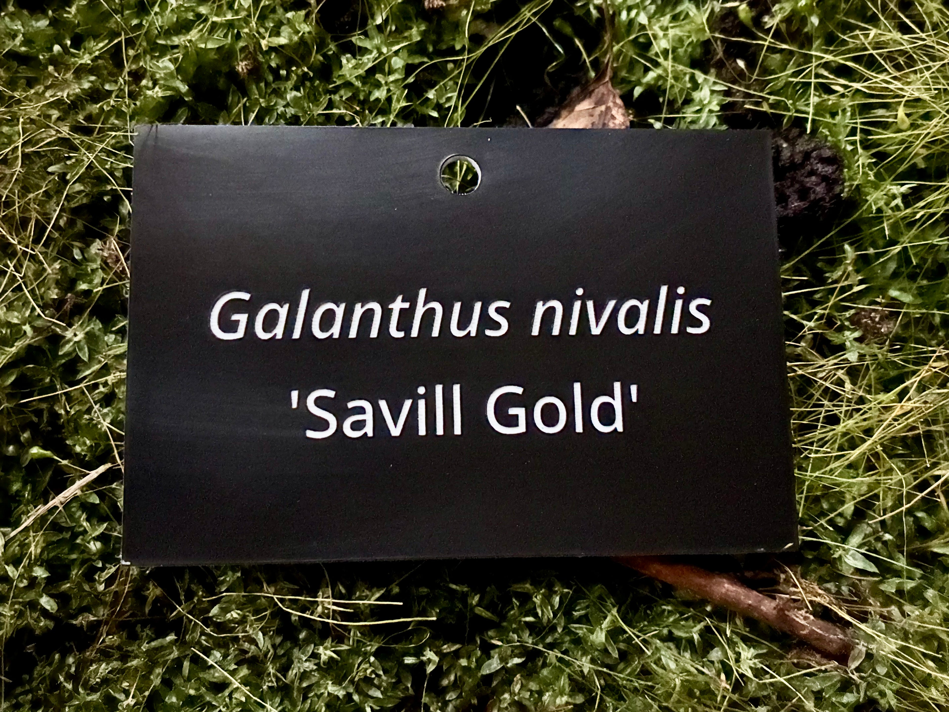 Galanthus nivalis 'Savill Gold' - Plant label