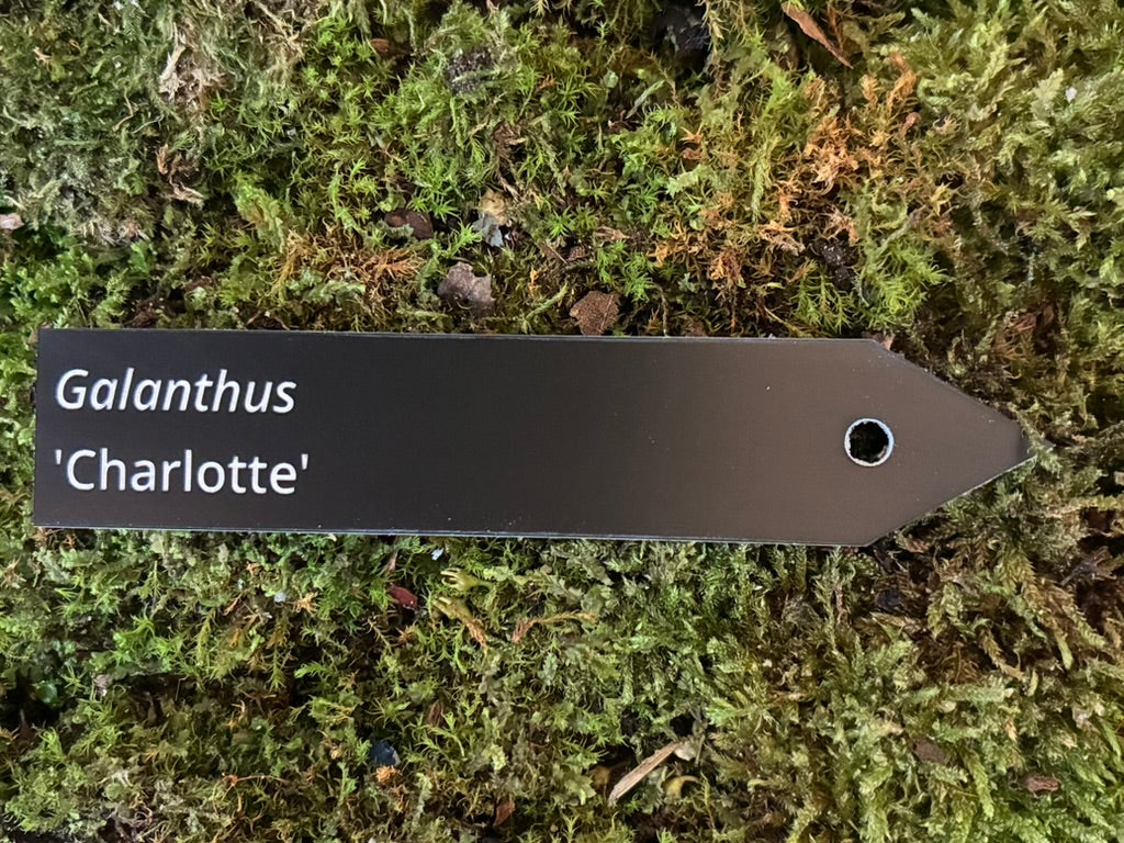 Galanthus 'Charlotte' - Plant label