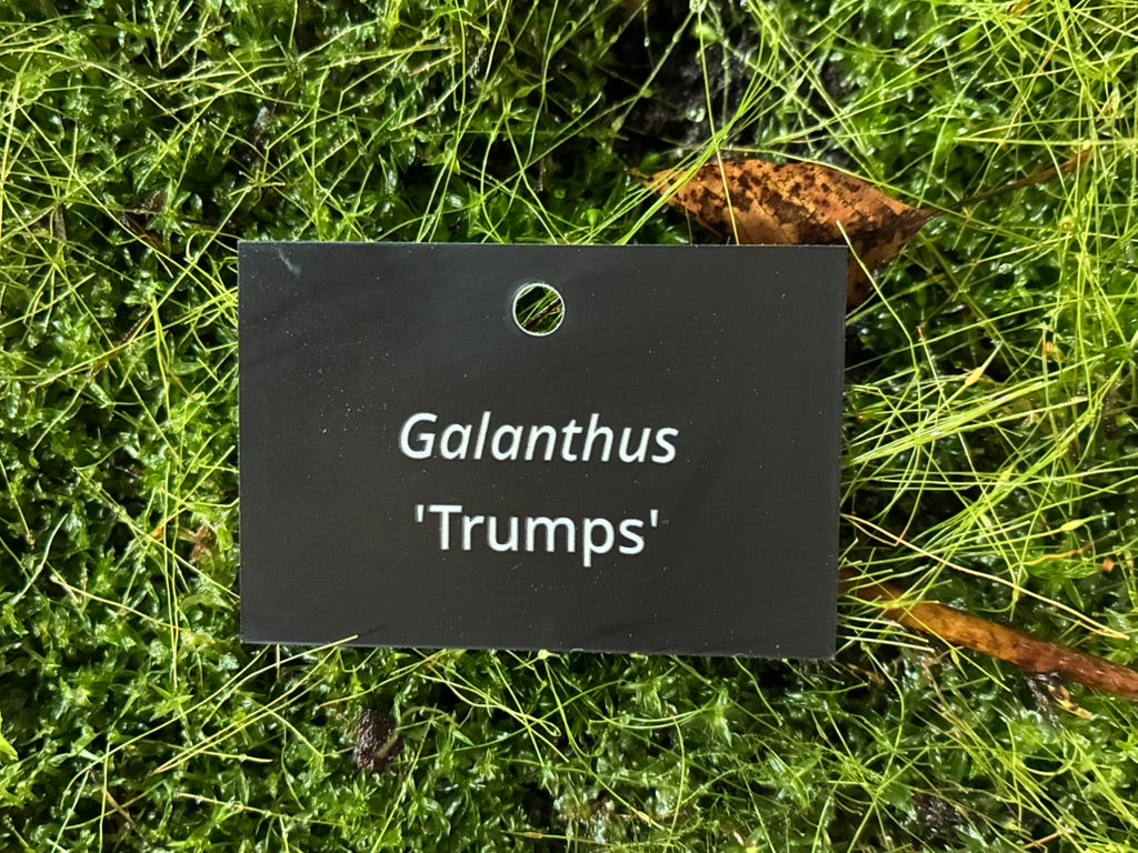 Galanthus 'Trumps' - Plant label