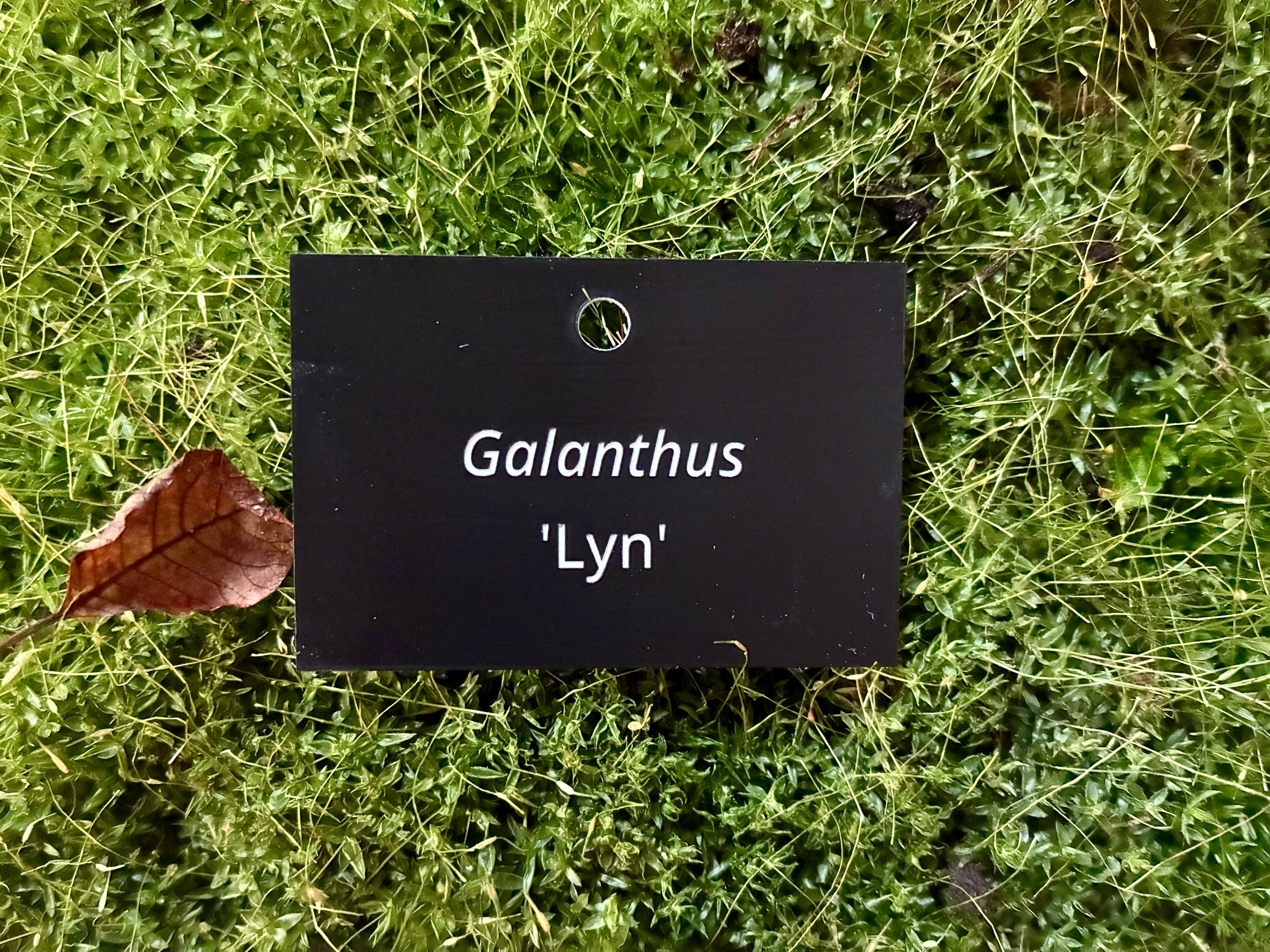 Galanthus 'Lyn' - Plant label