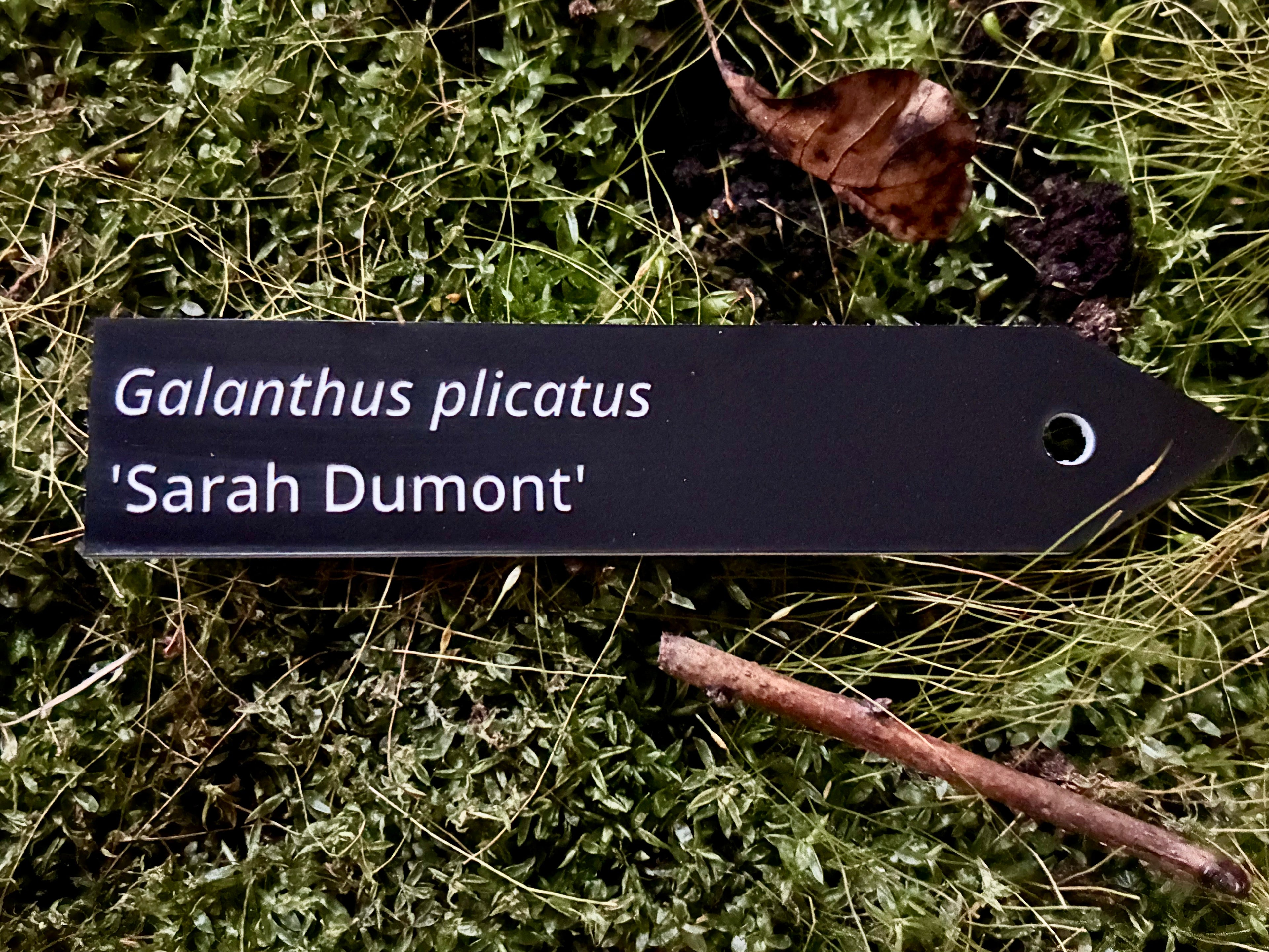 Galanthus plicatus 'Sarah Dumont' - Plant label