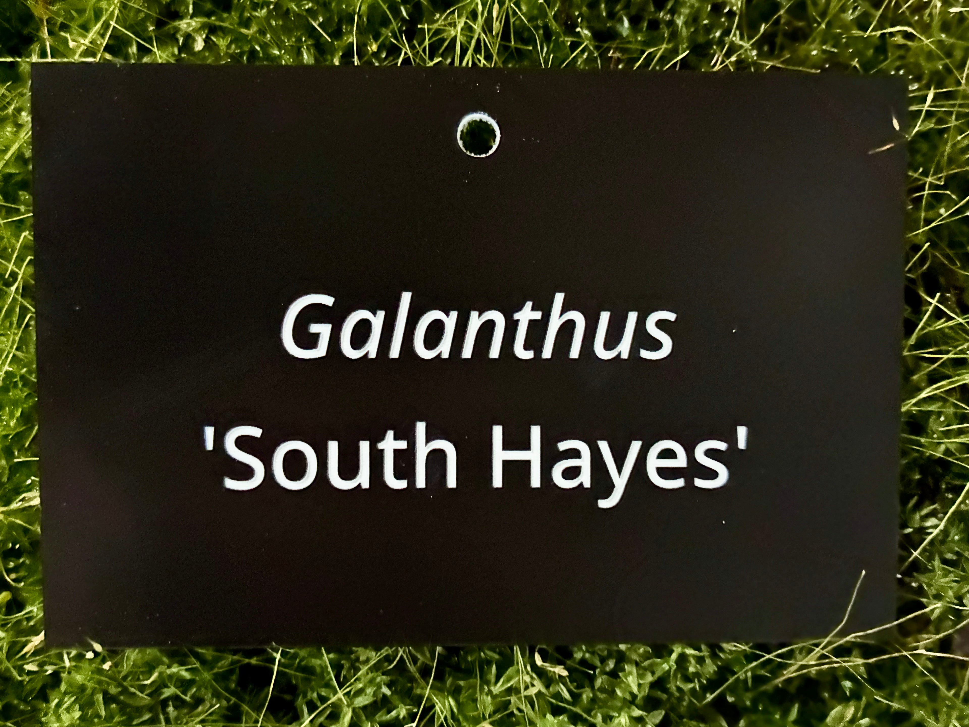 Galanthus 'South Hayes' - Plant label