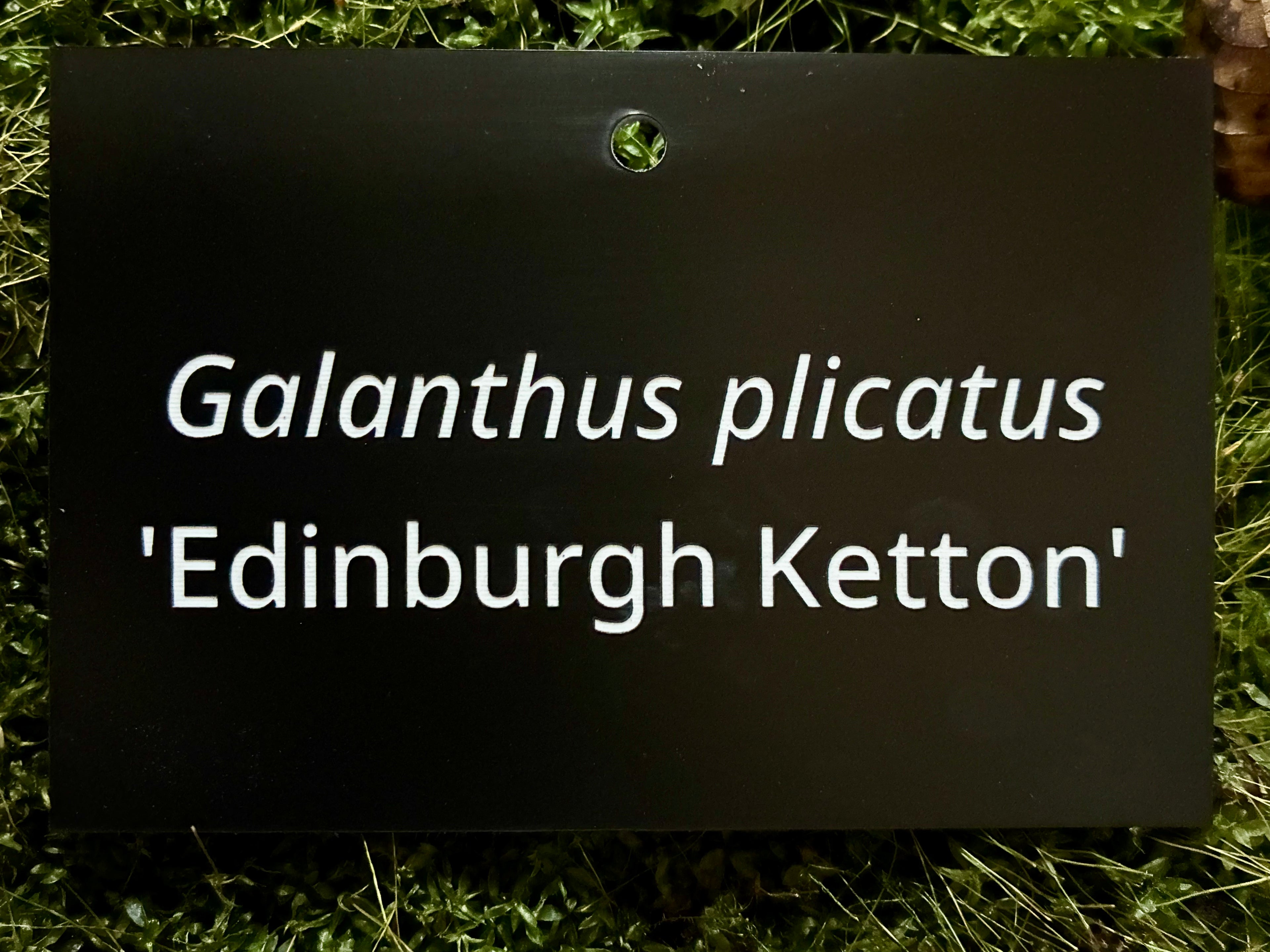 Galanthus plicatus 'Edinburgh Ketton' - Plant label
