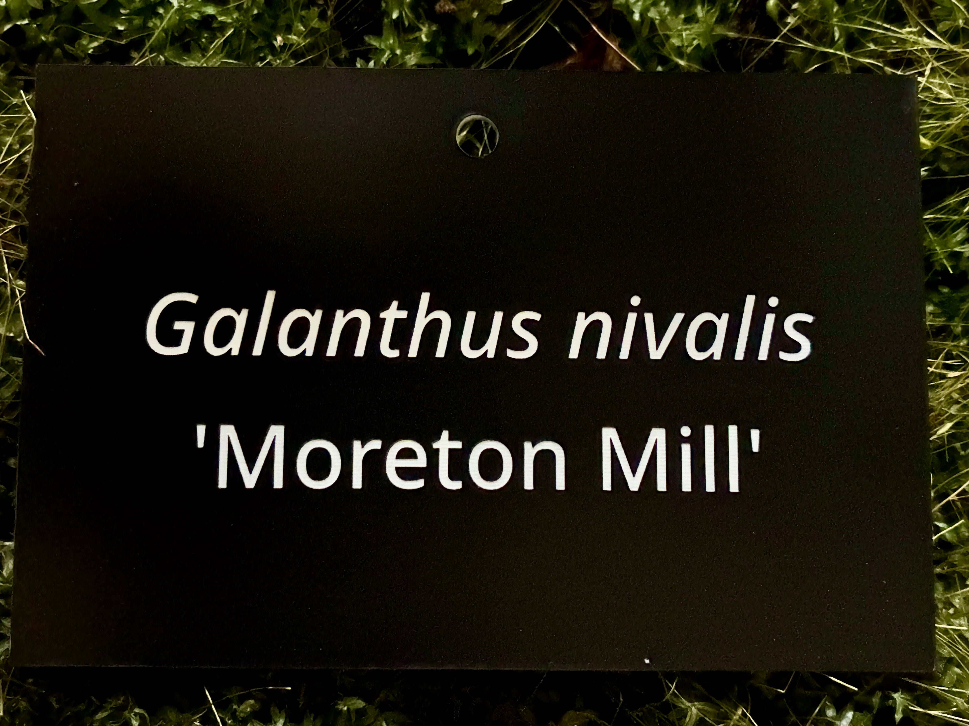 Galanthus nivalis 'Moreton Mill' - Plant label