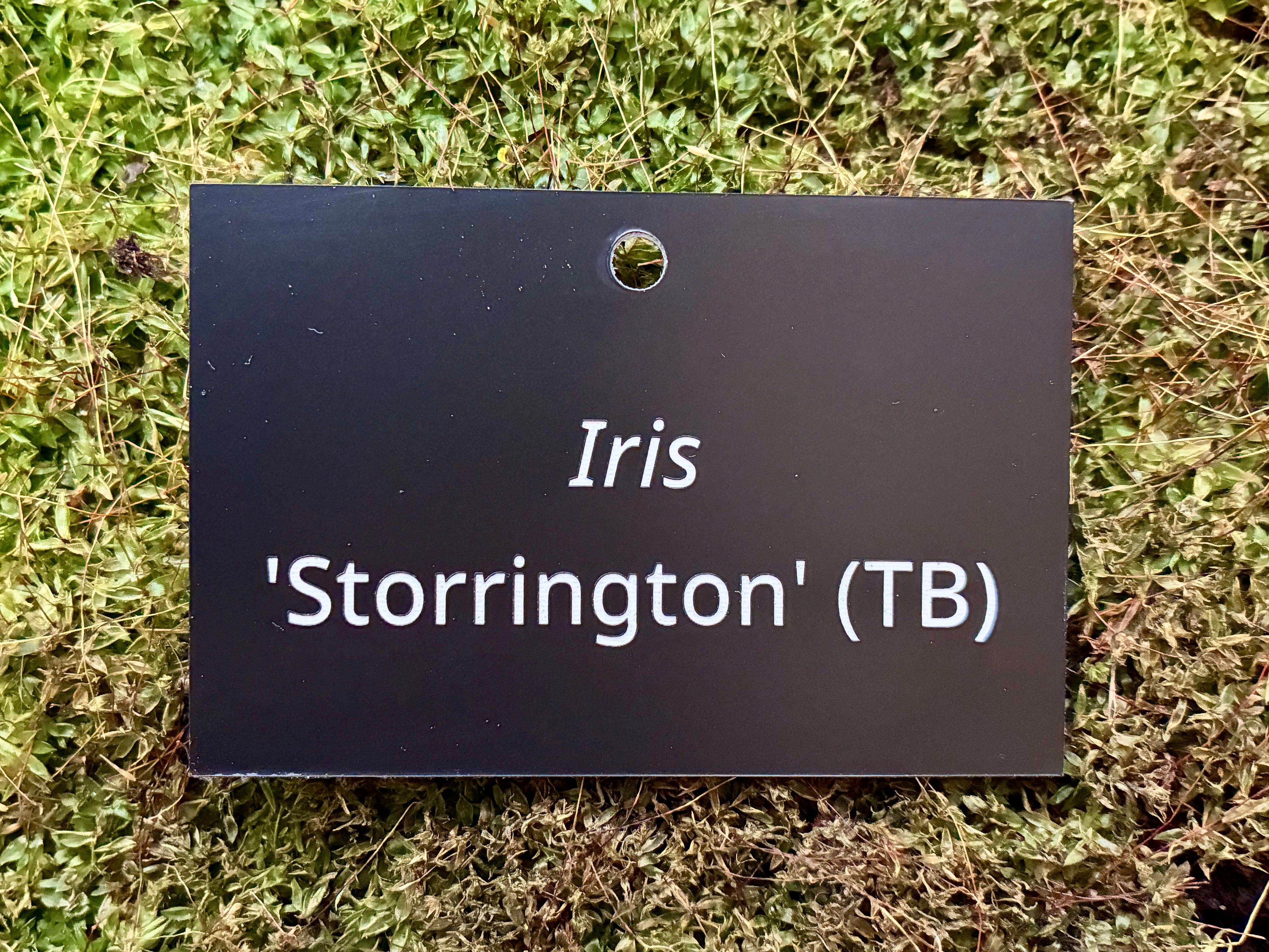 Iris 'Storrington' (TB) - Plant label