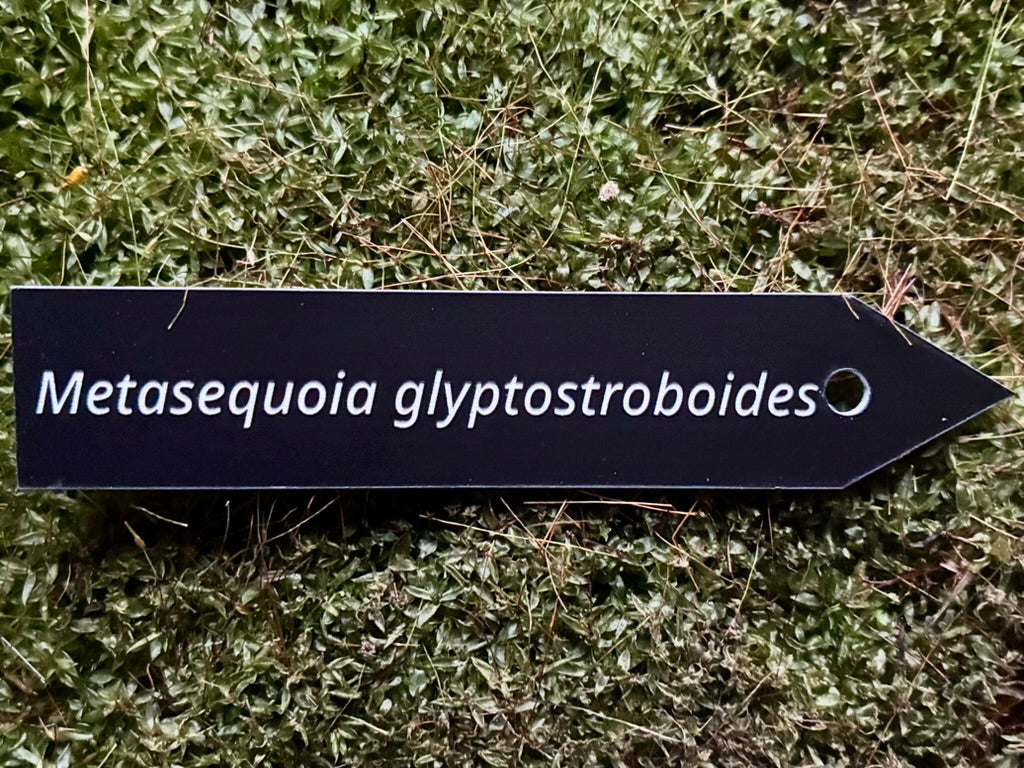 Metasequoia glyptostroboides - Plant label