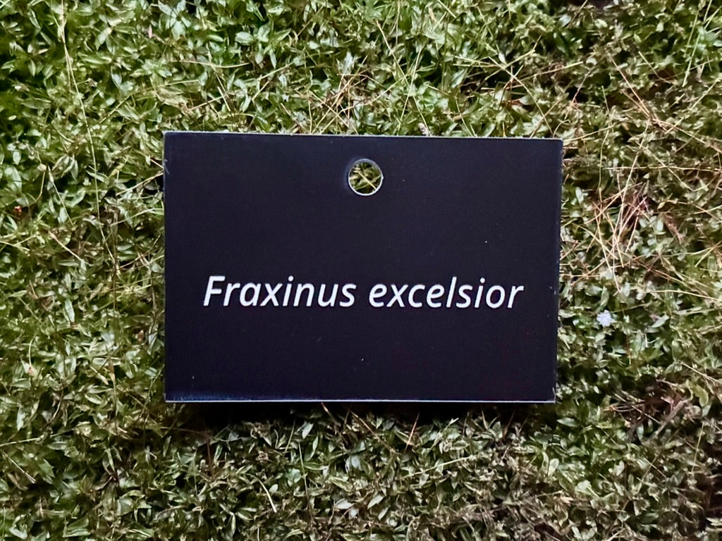 Fraxinus excelsior - Plant label