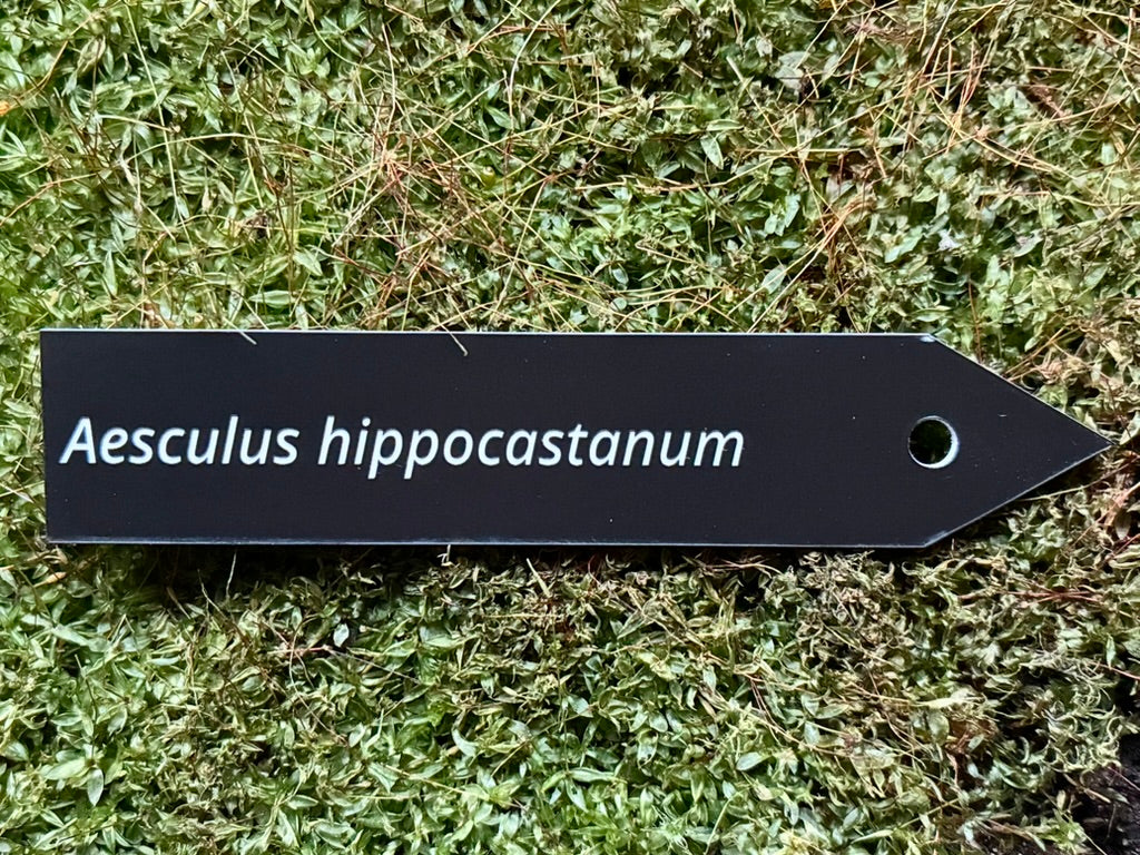 Aesculus hippocastanum - Plant label