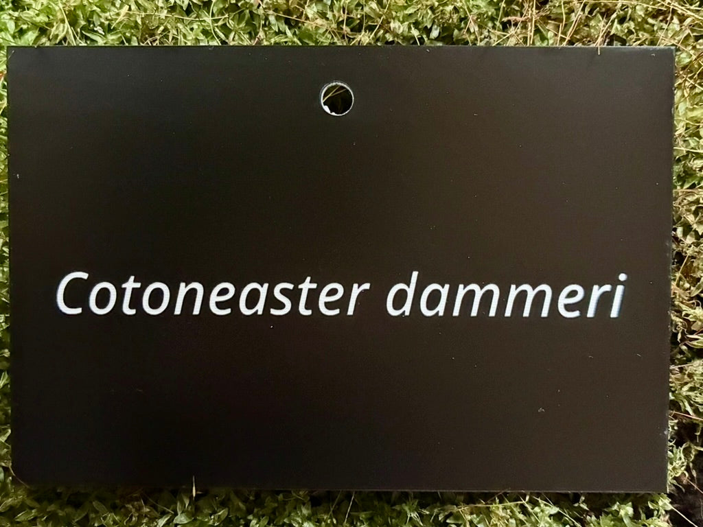 Cotoneaster dammeri - Plant label