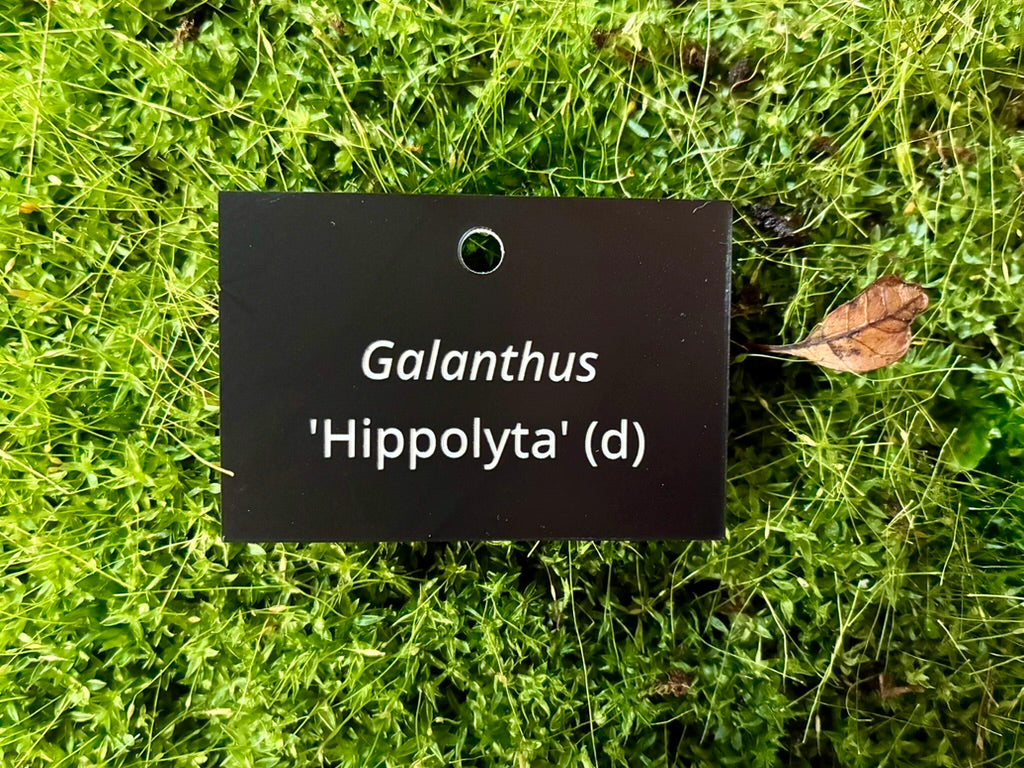 Galanthus 'Hippolyta' (d) - Plant label