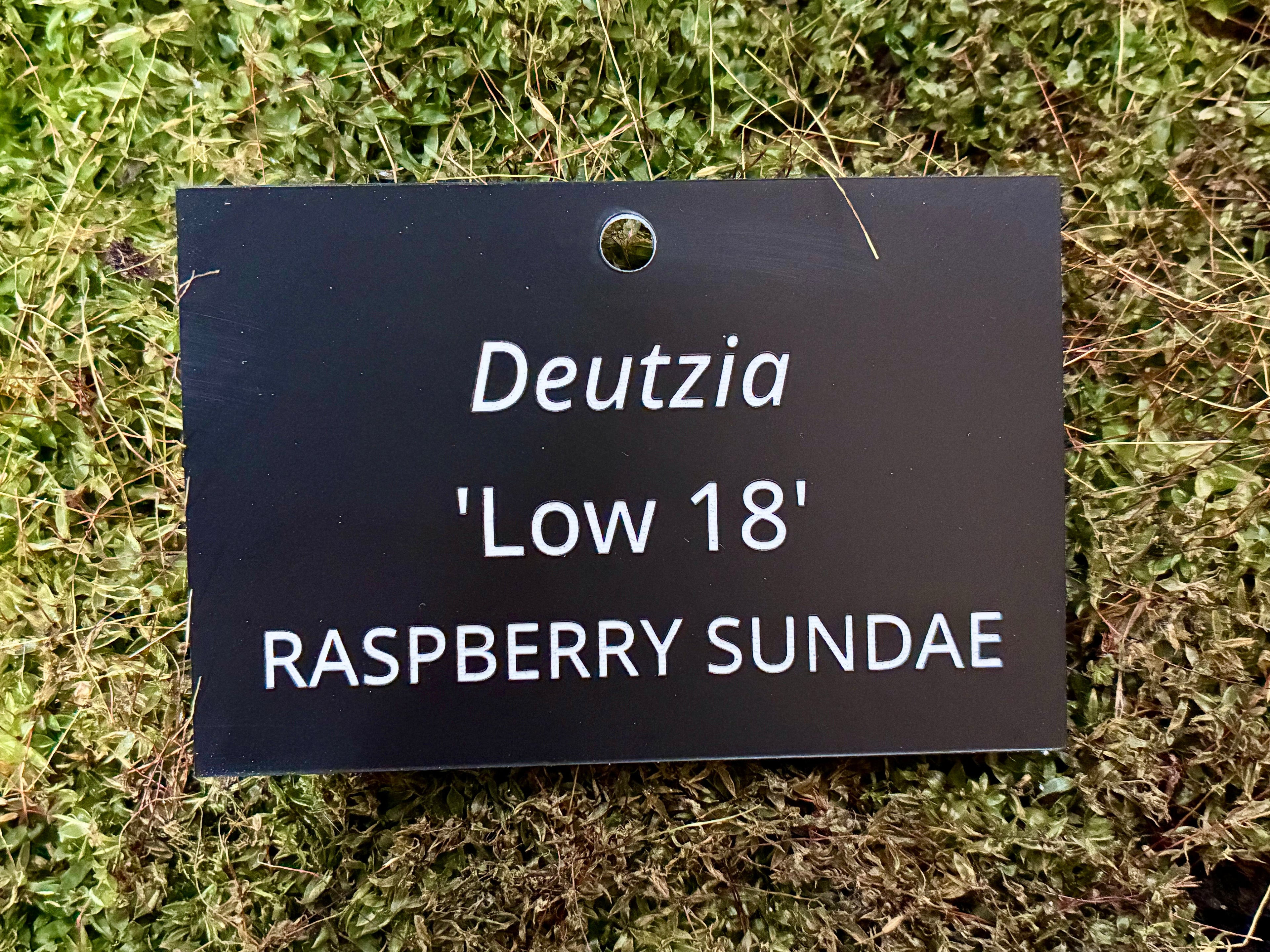 Deutzia 'Low 18' RASPBERRY SUNDAE - Plant label