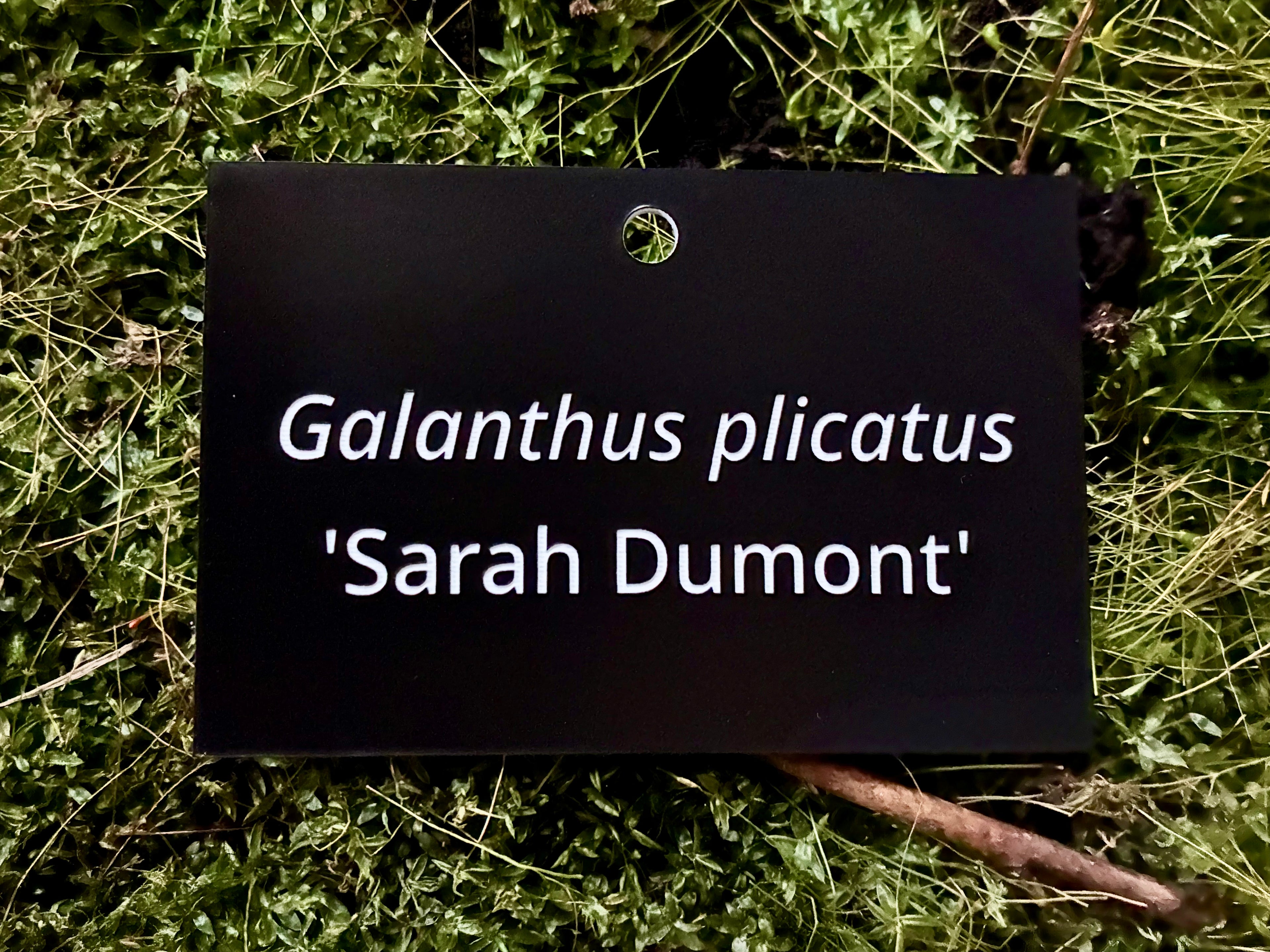 Galanthus plicatus 'Sarah Dumont' - Plant label