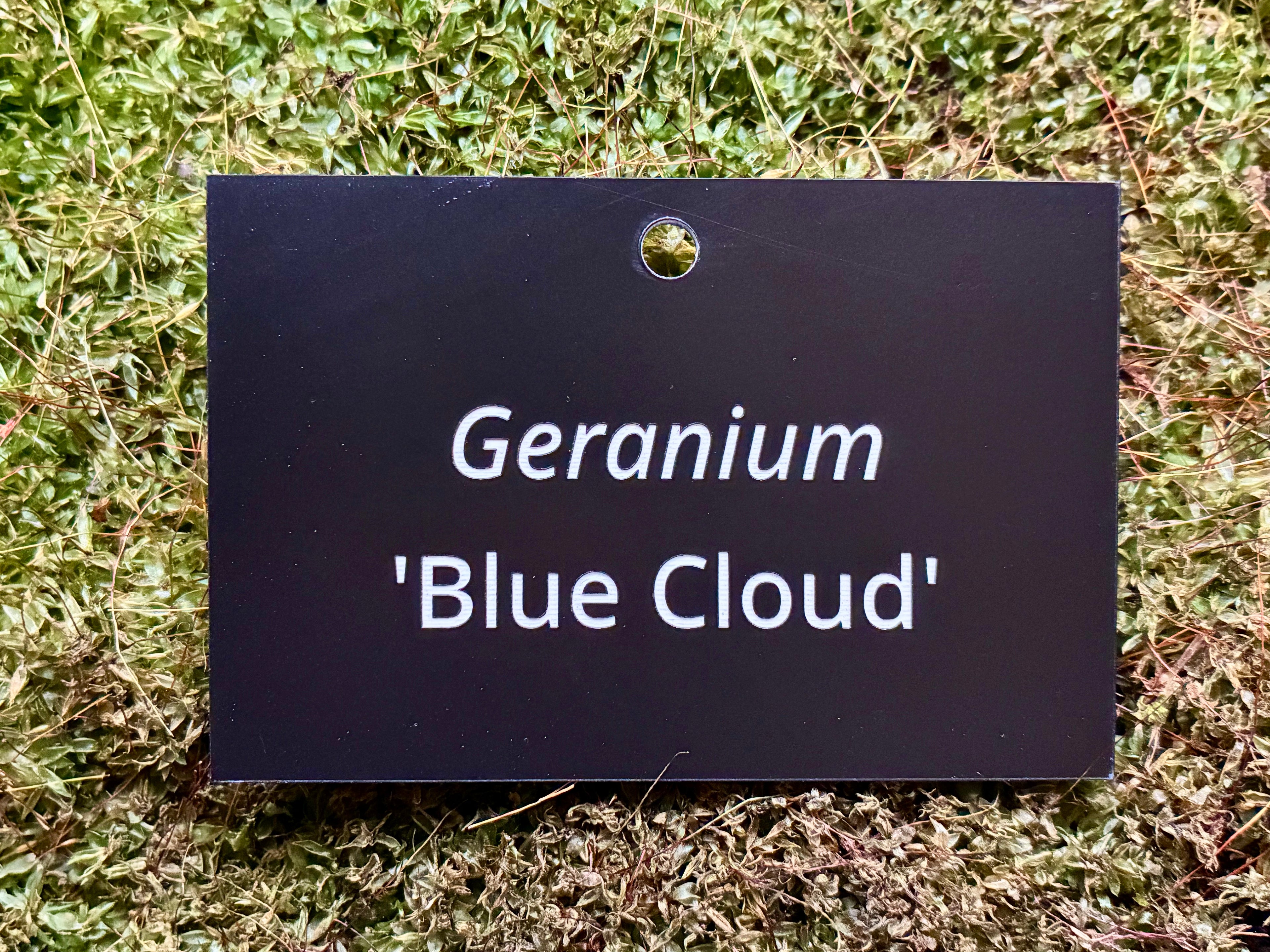 Geranium 'Blue Cloud' - Plant label