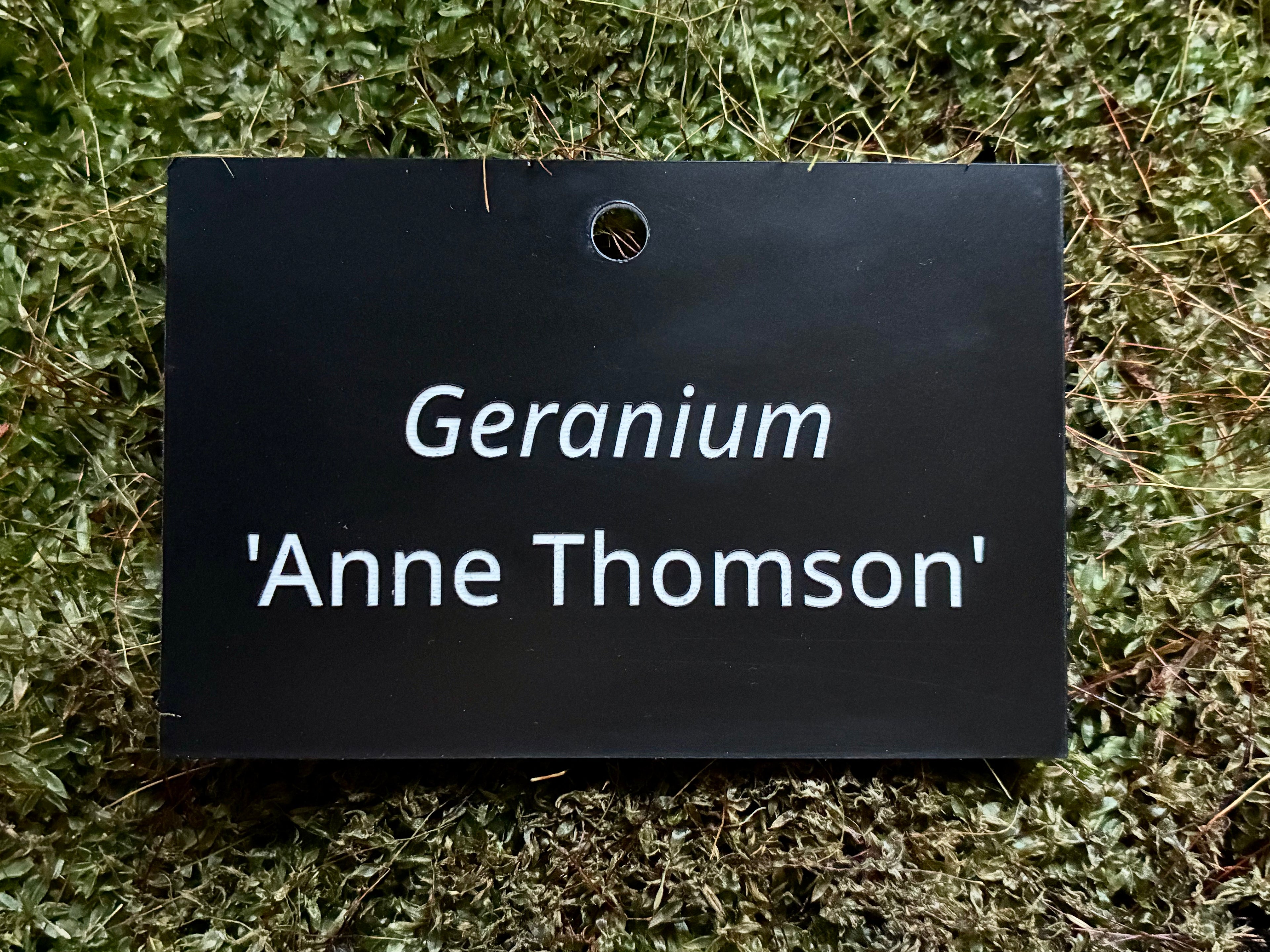 Geraniums Labels Geranium 'Anne Thomson' - Plant label – The Plant Label Company