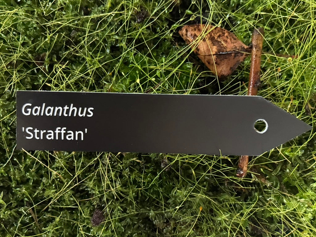 Galanthus 'Straffan' - Plant label