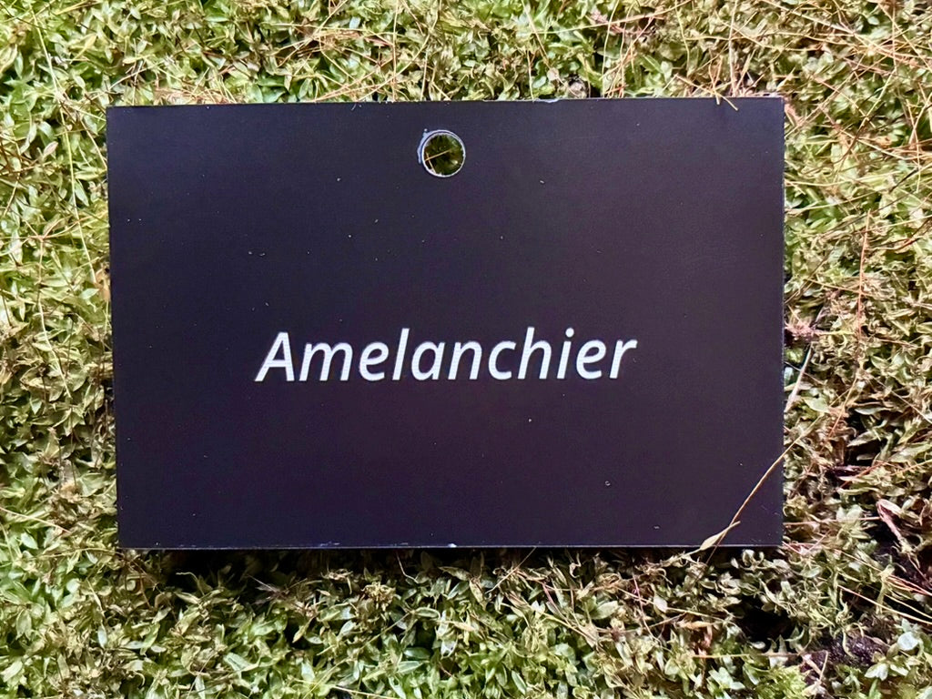 Amelanchier - Plant label