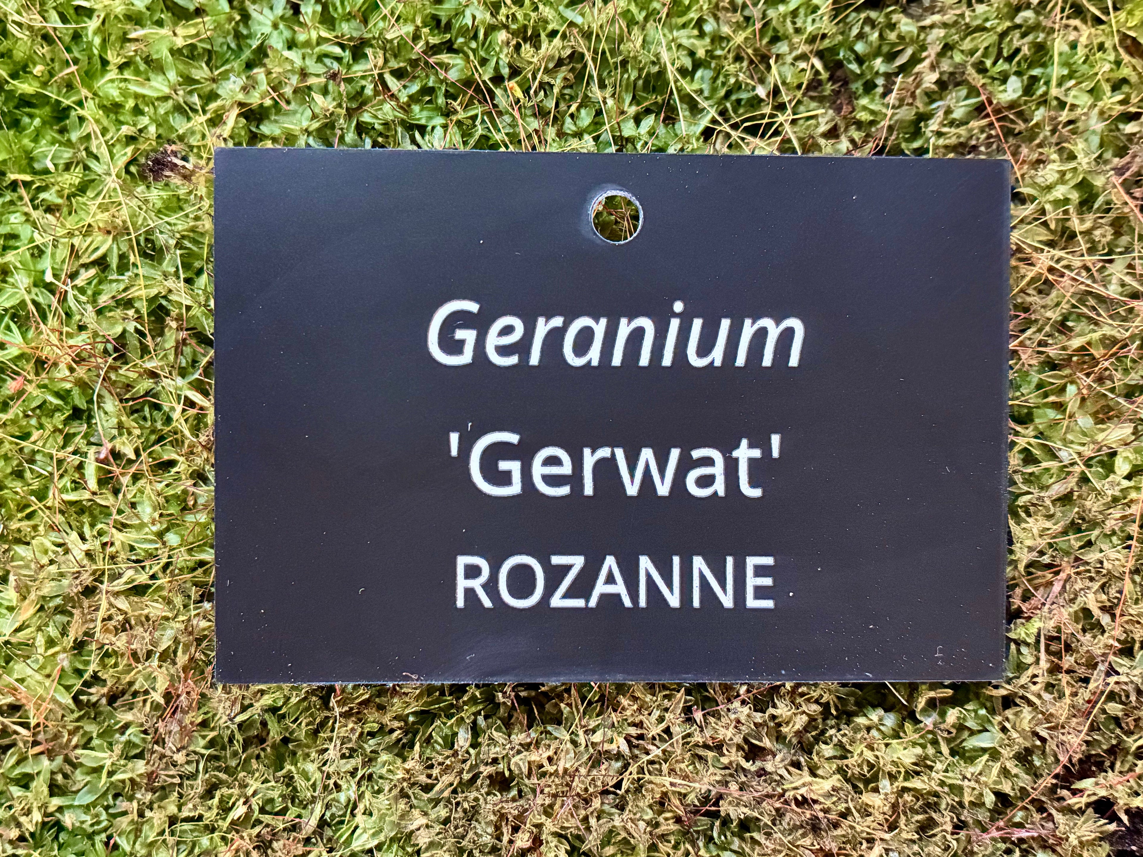Geranium 'Gerwat' ROZANNE - Plant label