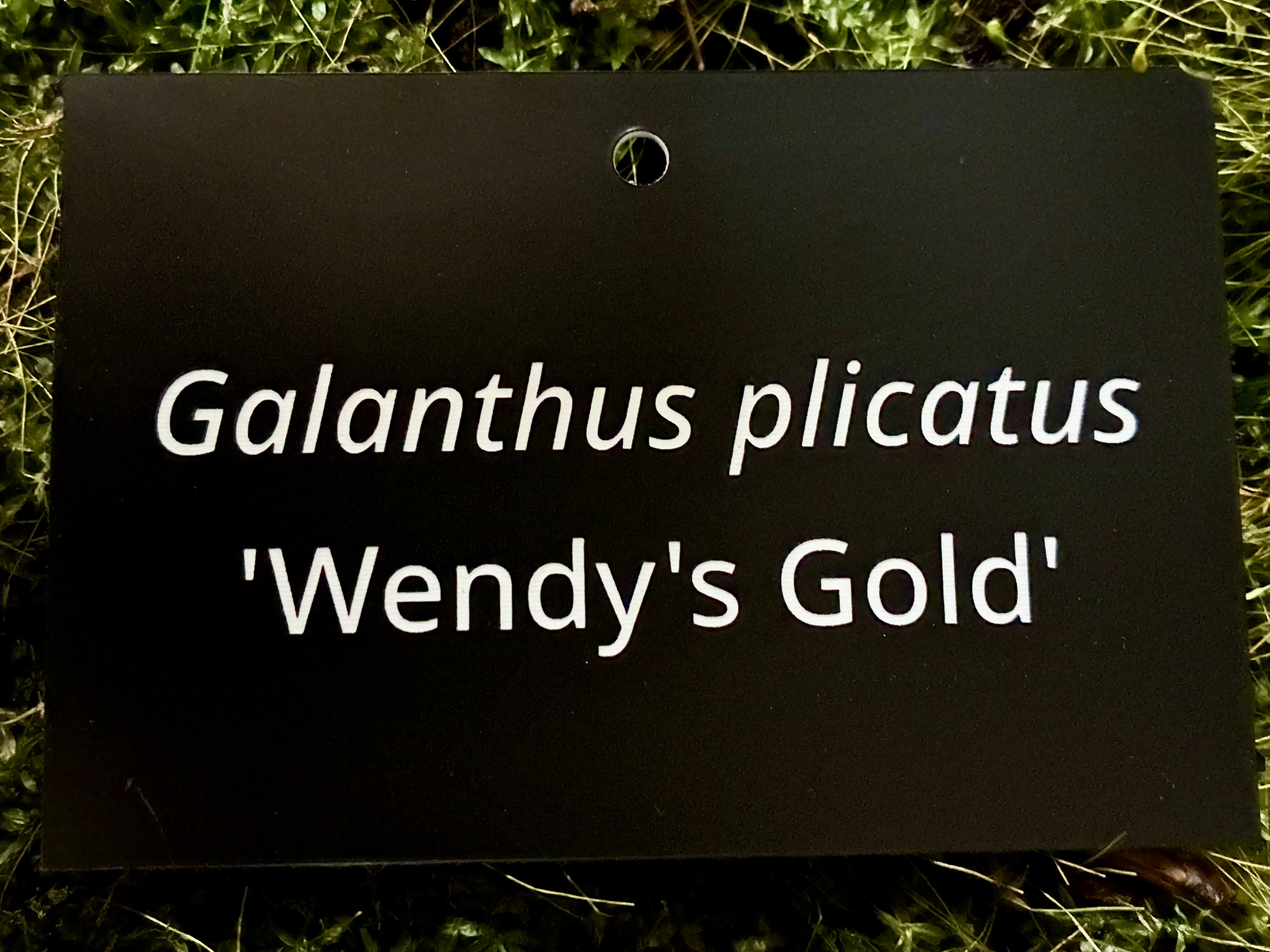 Galanthus plicatus 'Wendy's Gold' - Plant label