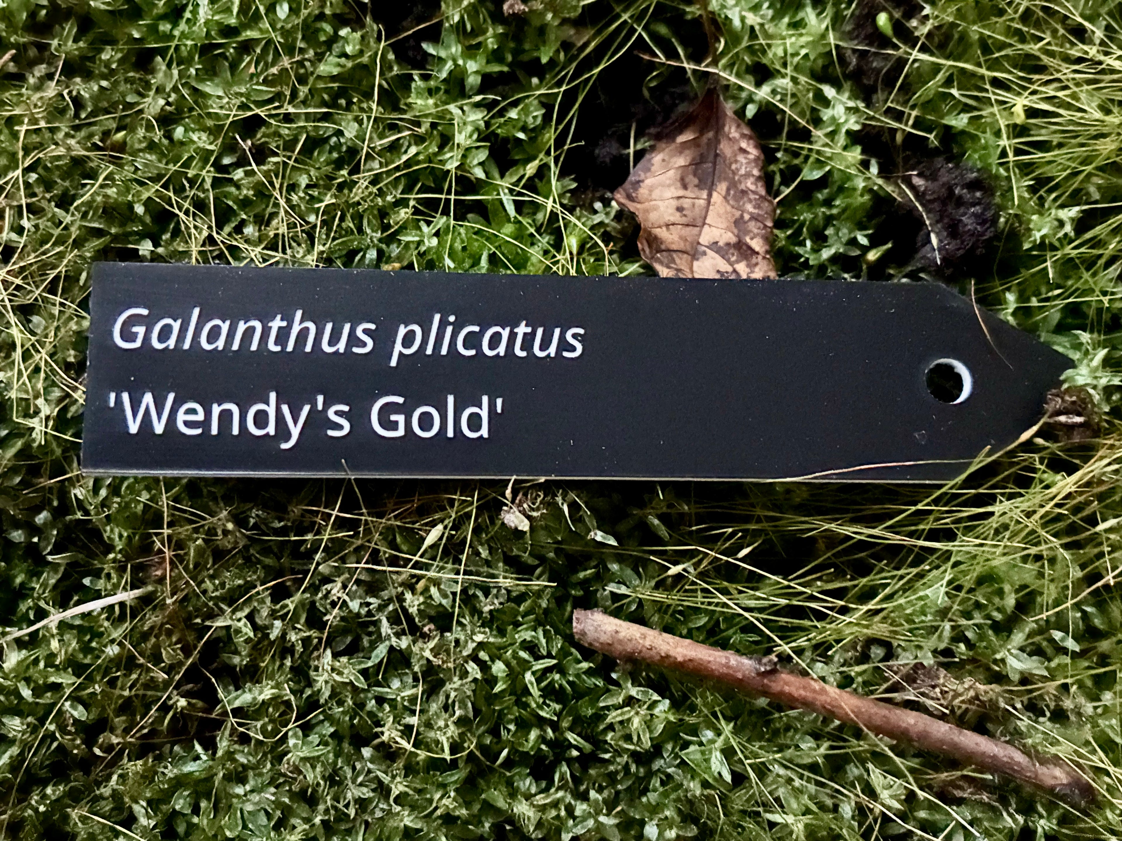 Galanthus plicatus 'Wendy's Gold' - Plant label