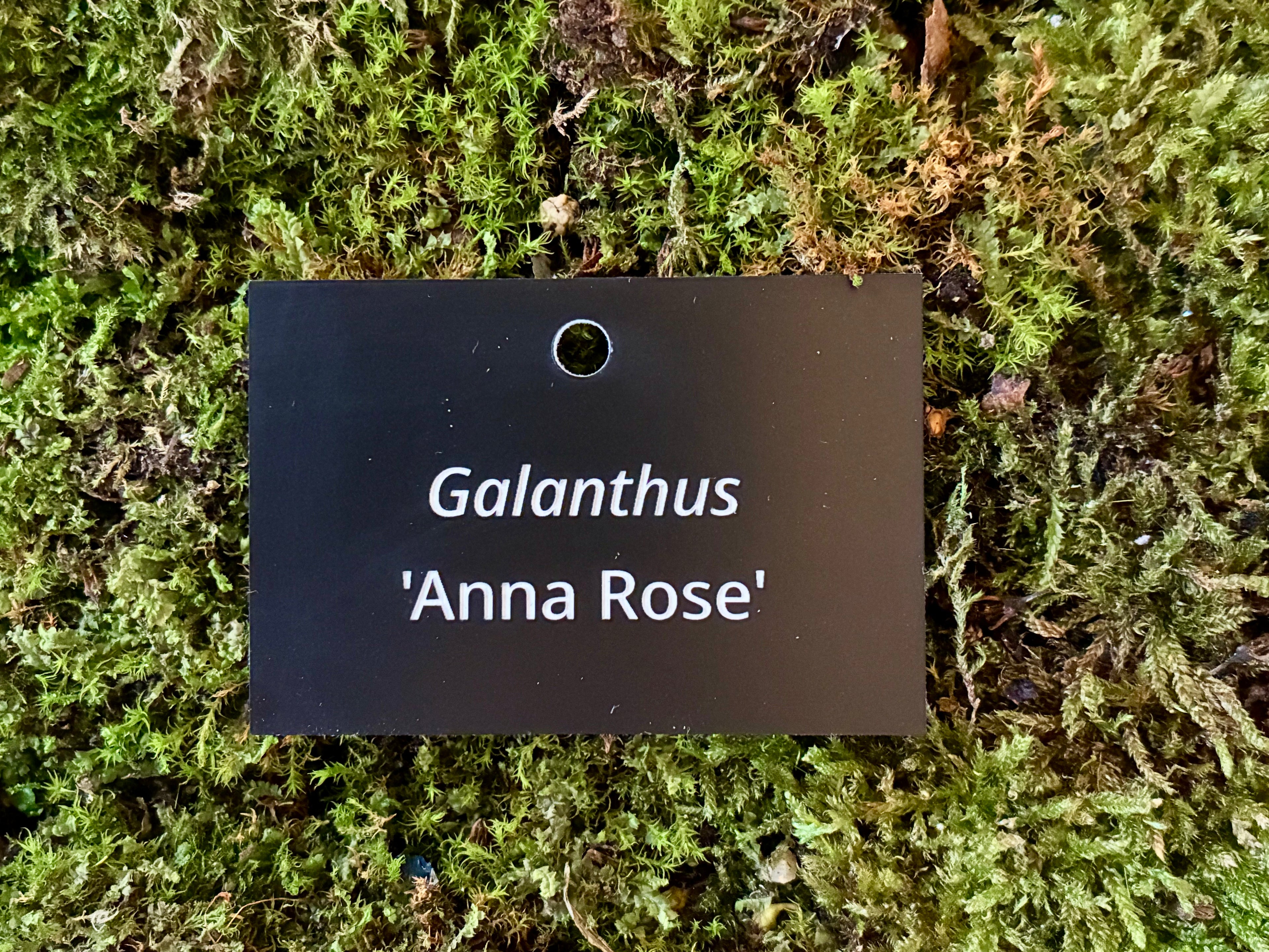 Galanthus 'Anna Rose' - Plant label