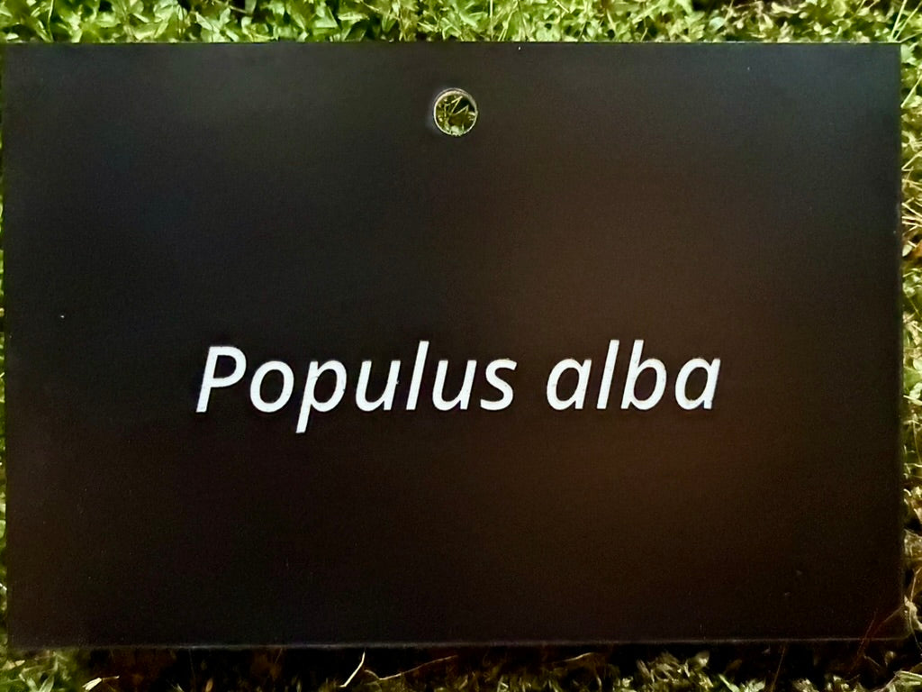 Populus alba - Plant label