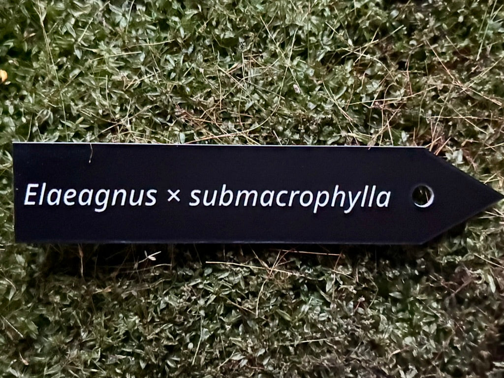 Elaeagnus × submacrophylla - Plant label