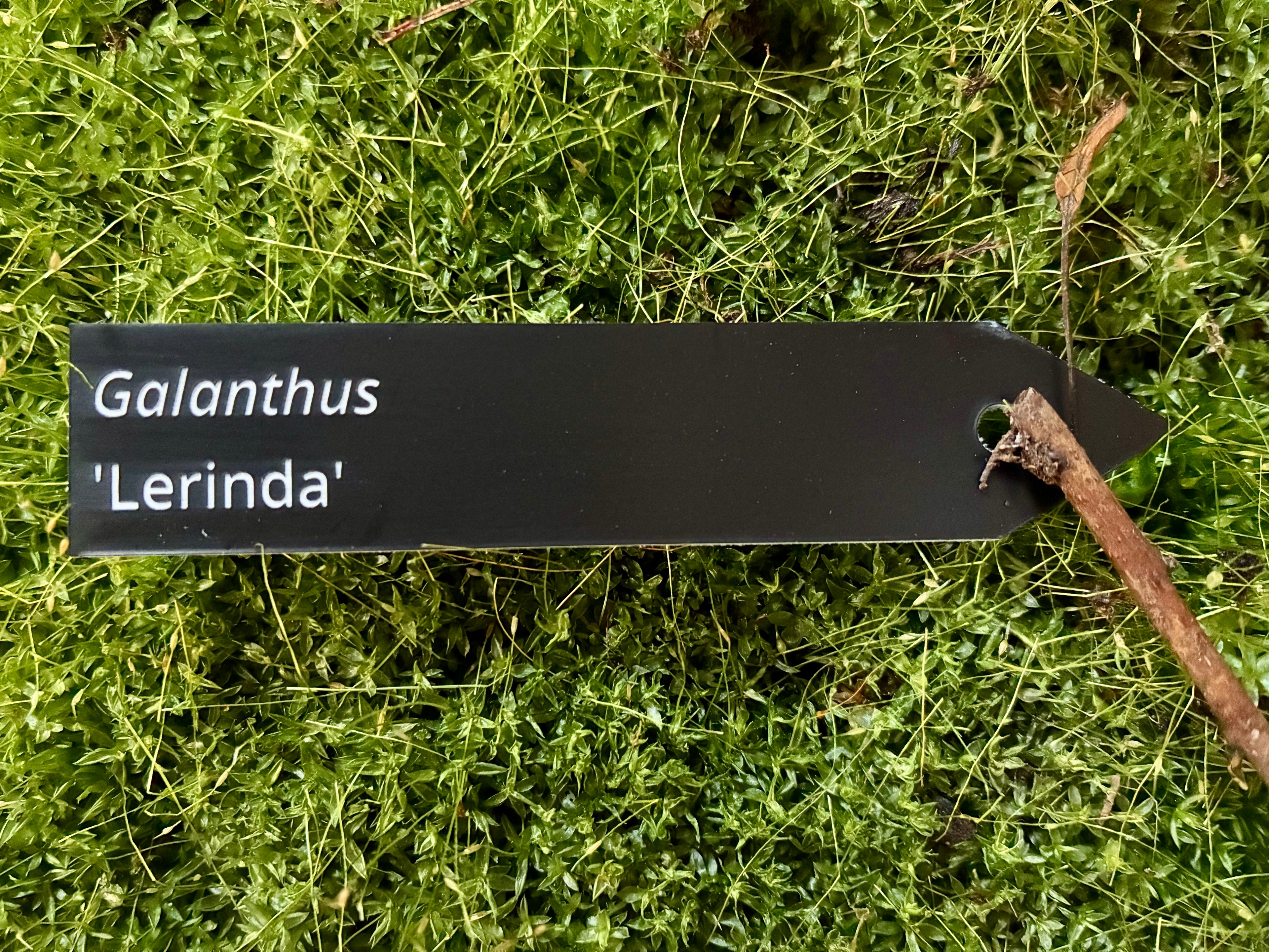 Galanthus 'Lerinda' - Plant label
