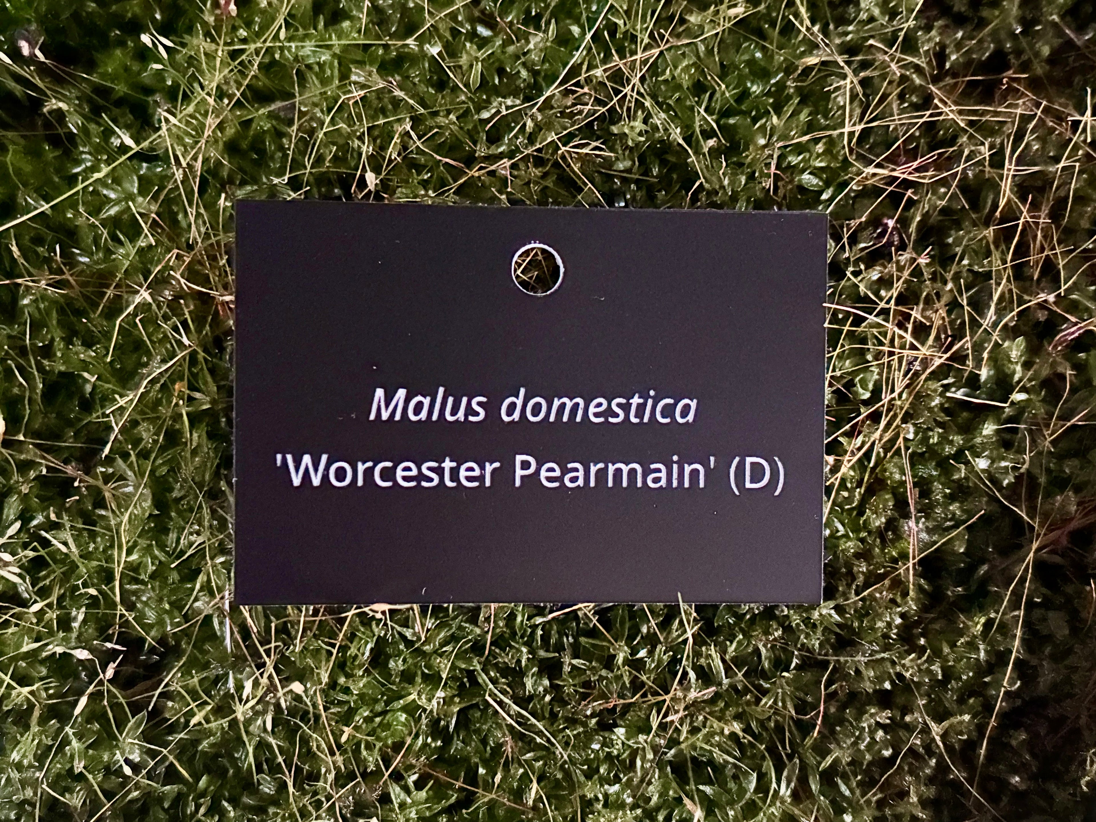 Malus domestica 'Worcester Pearmain' (D) - Plant label