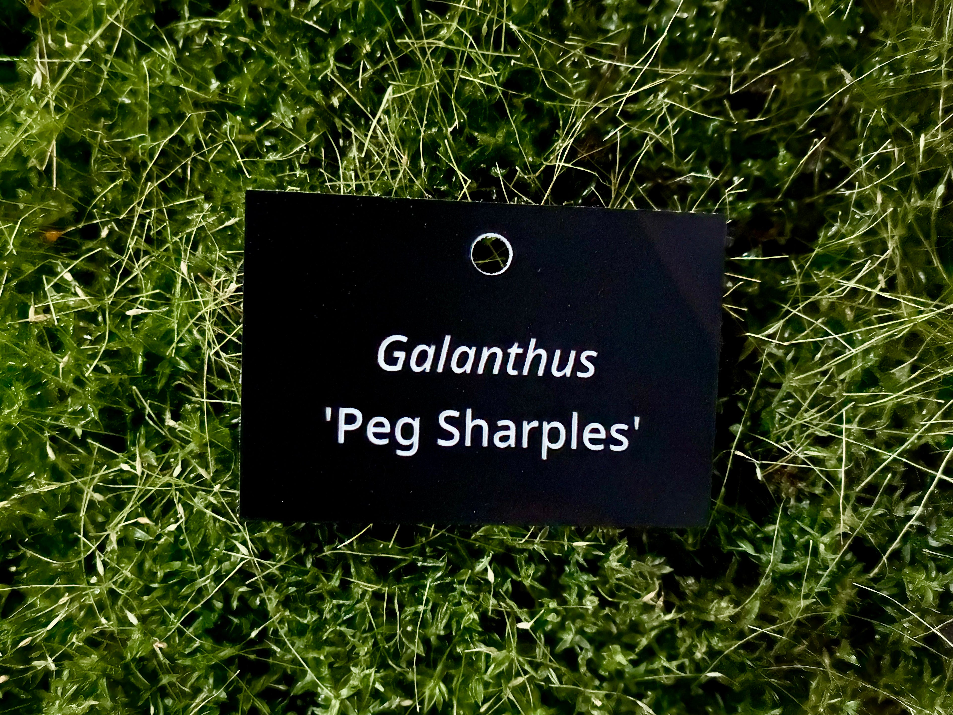 Galanthus 'Peg Sharples' - Plant label