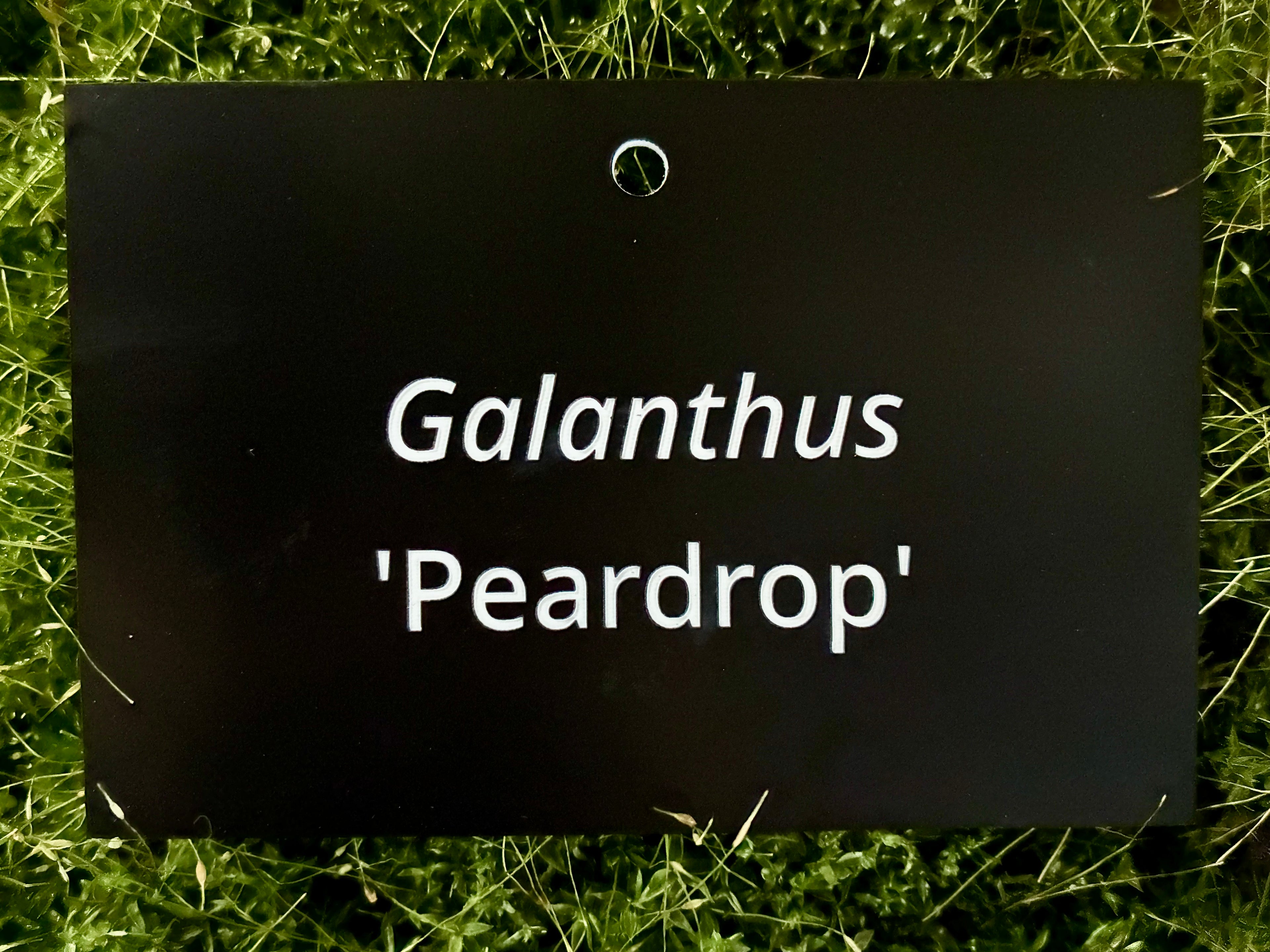 Galanthus 'Peardrop' - Plant label