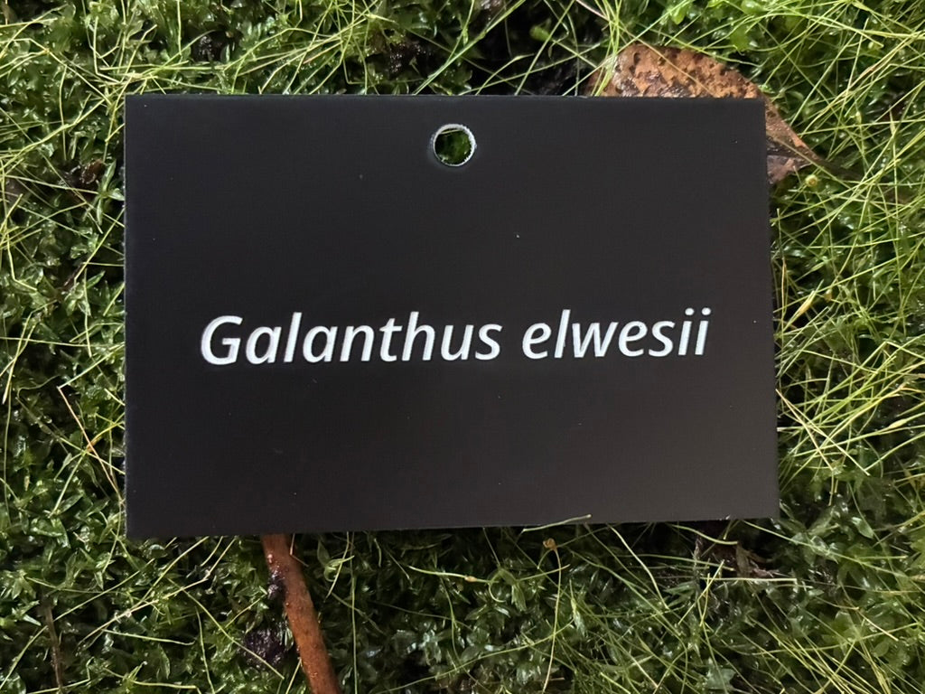 Galanthus elwesii - Plant label