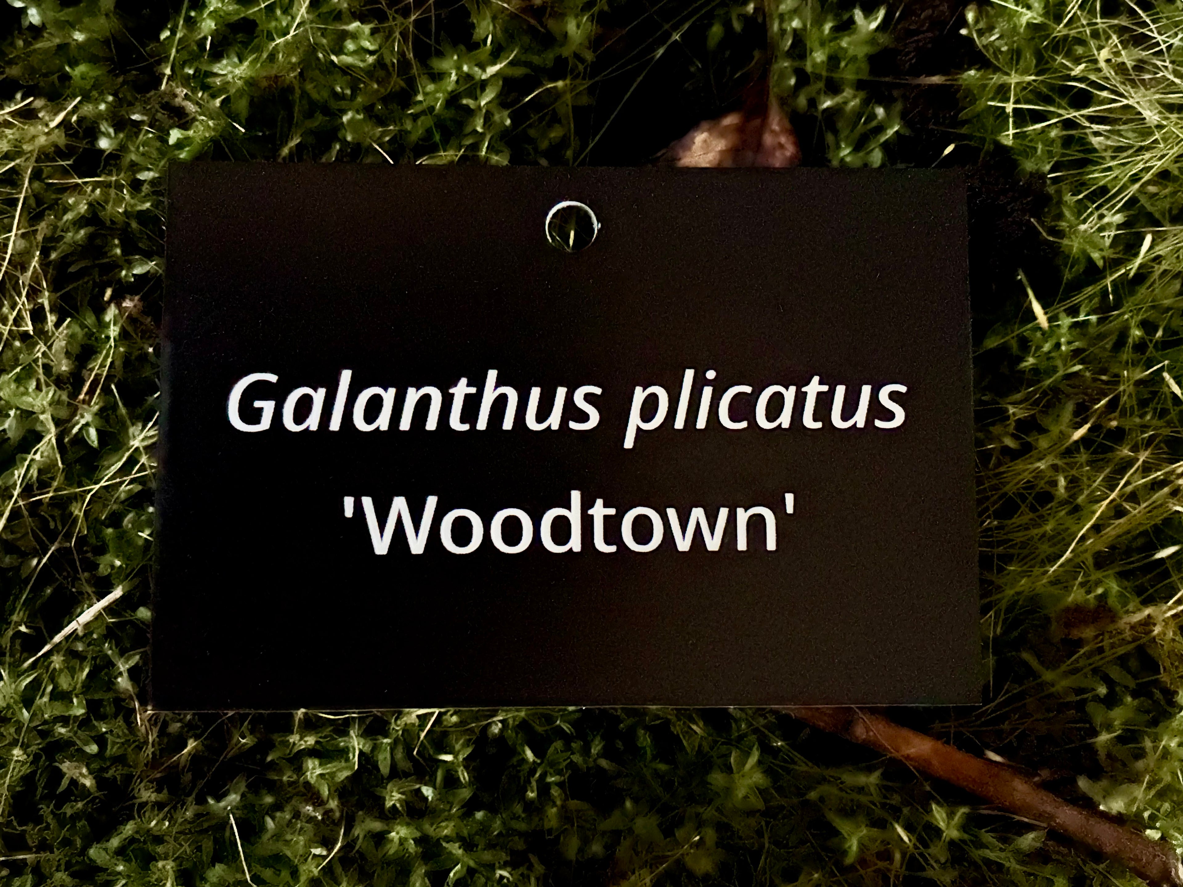 Galanthus plicatus 'Woodtown' - Plant label