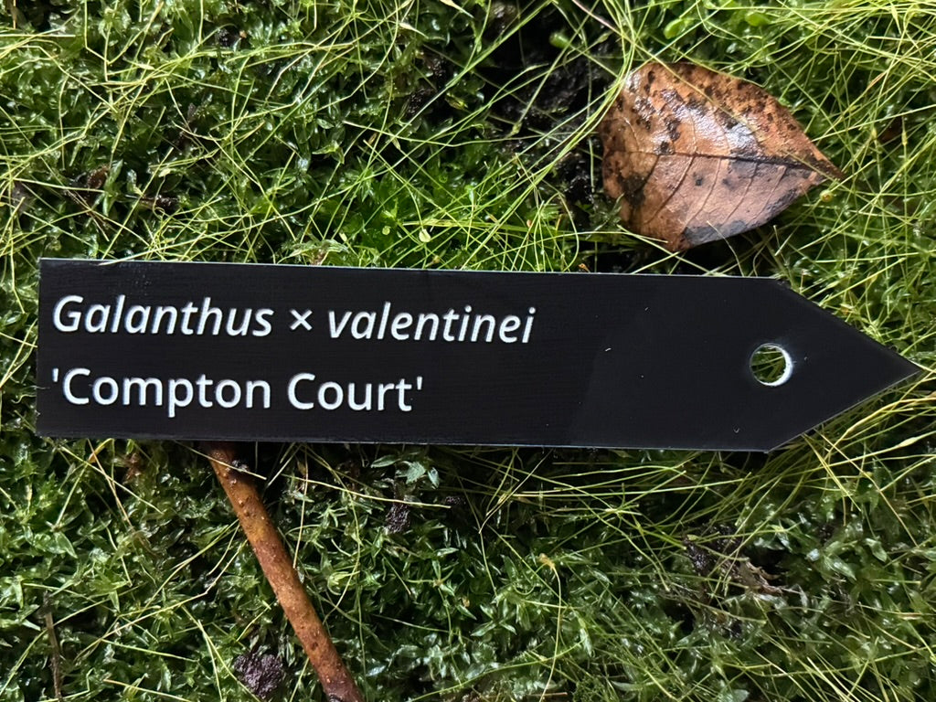 Galanthus × valentinei 'Compton Court' - Plant label