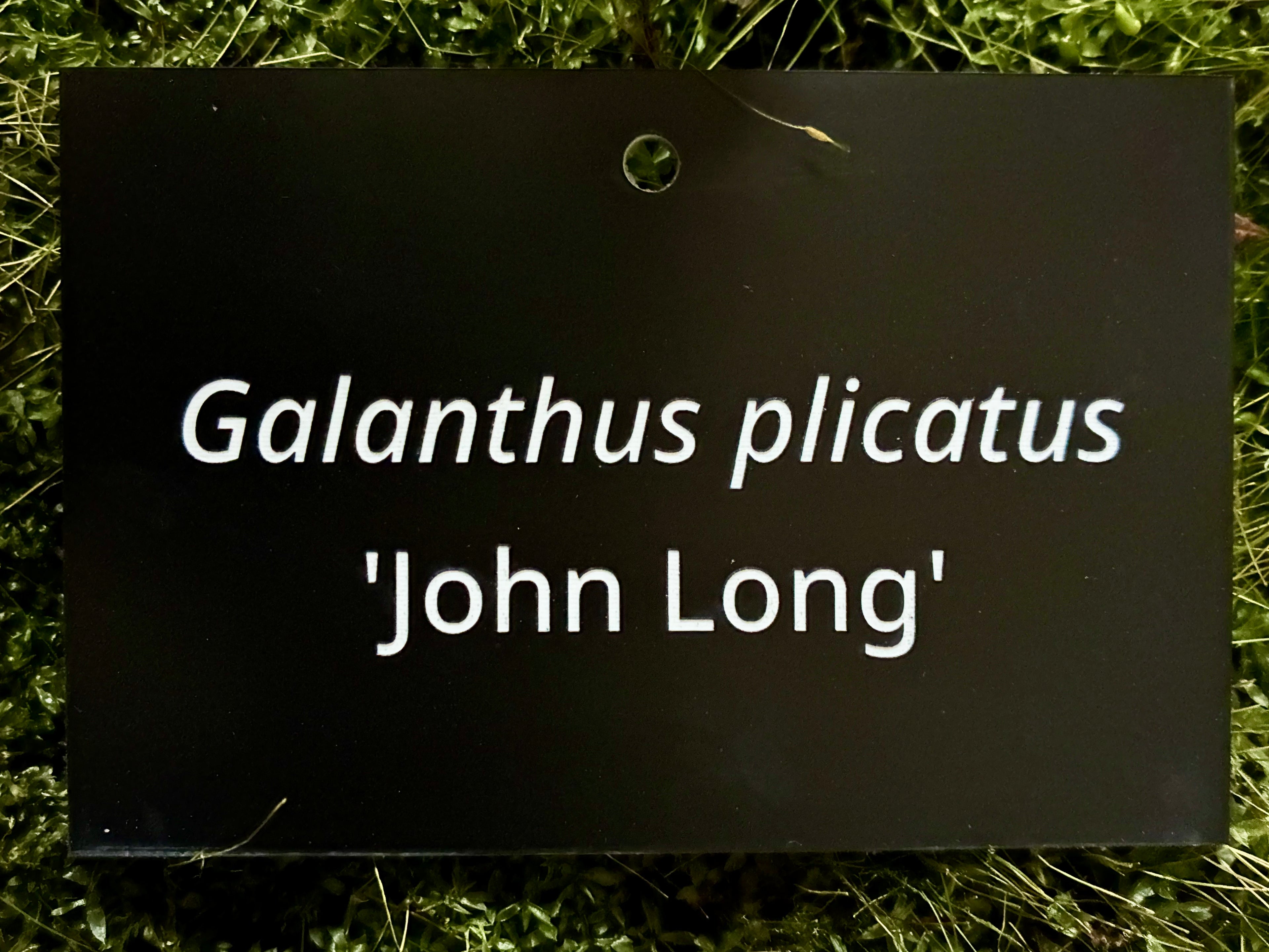 Galanthus plicatus 'John Long' - Plant label