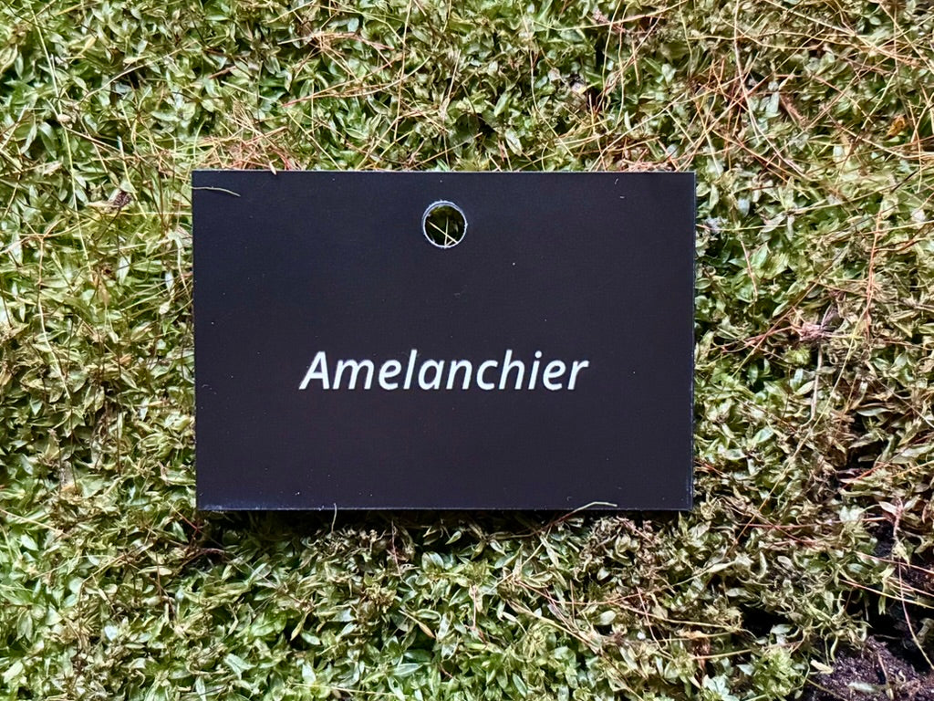 Amelanchier - Plant label