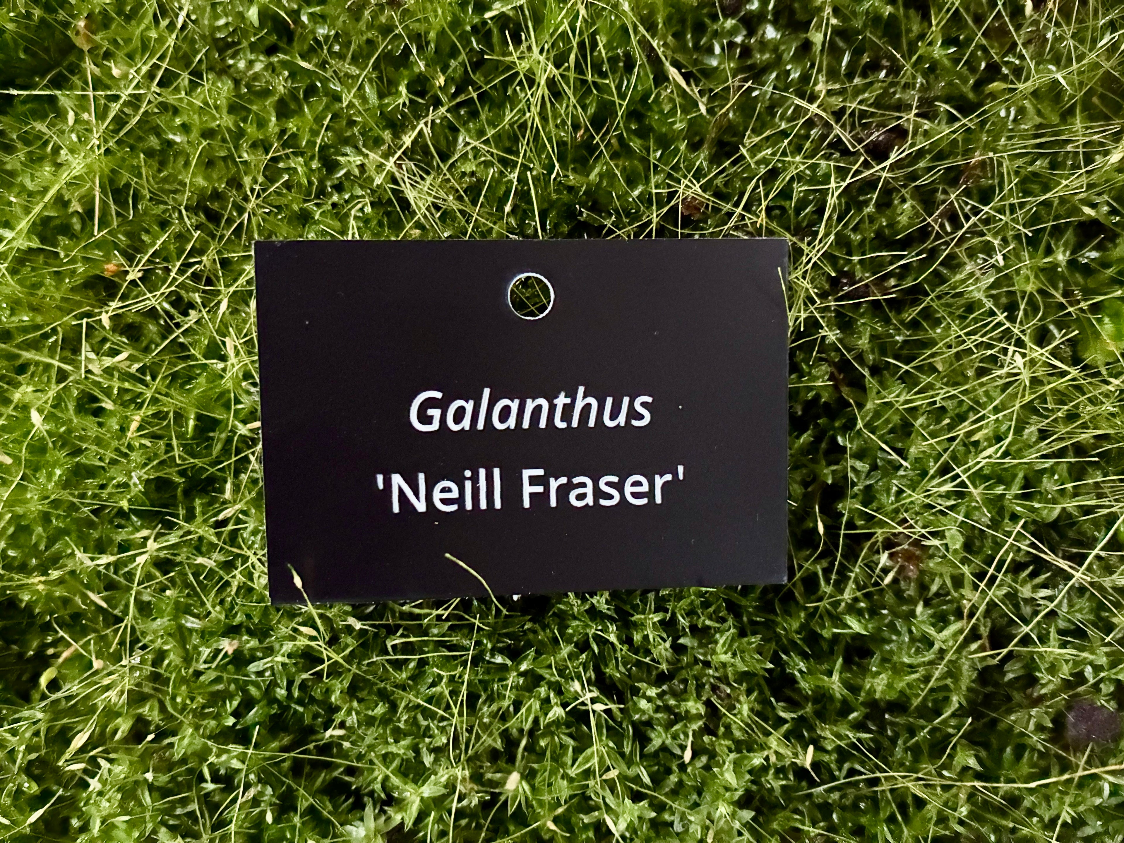 Galanthus 'Neill Fraser' - Plant label