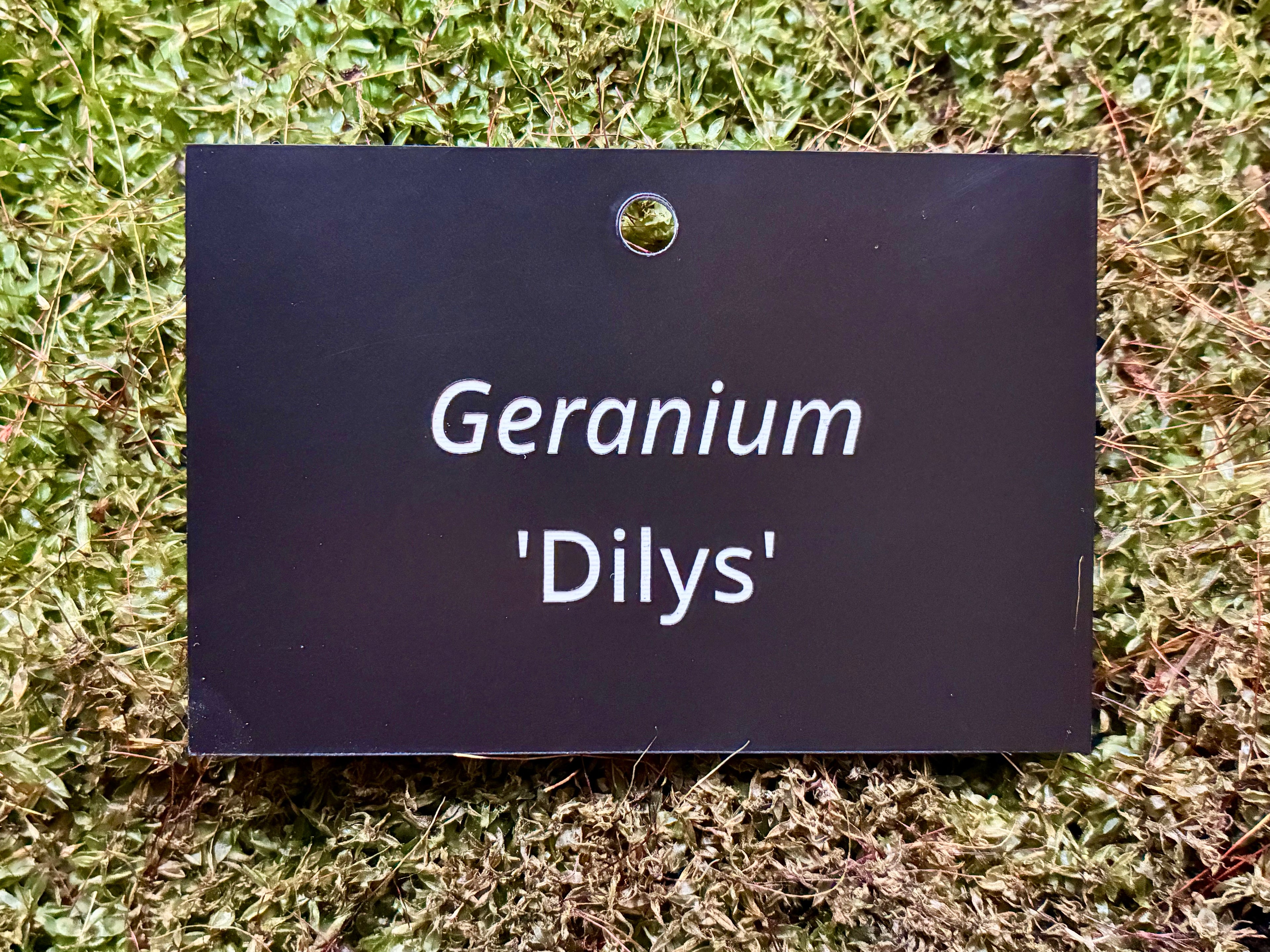 Geranium 'Dilys' - Plant label