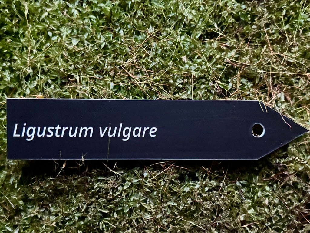 Ligustrum vulgare - Plant label