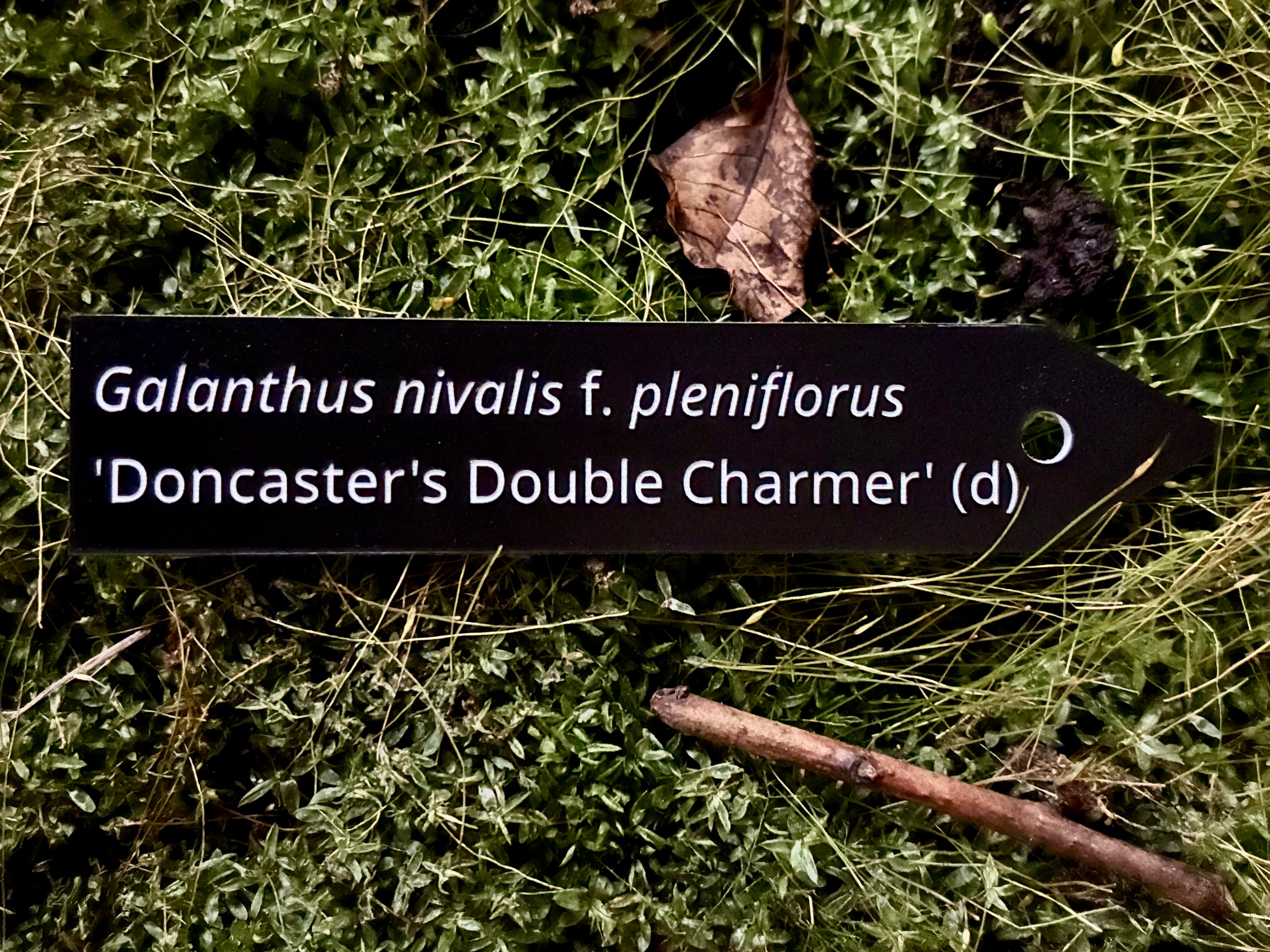 Galanthus nivalis f. pleniflorus 'Doncaster's Double Charmer' (d) - Plant label