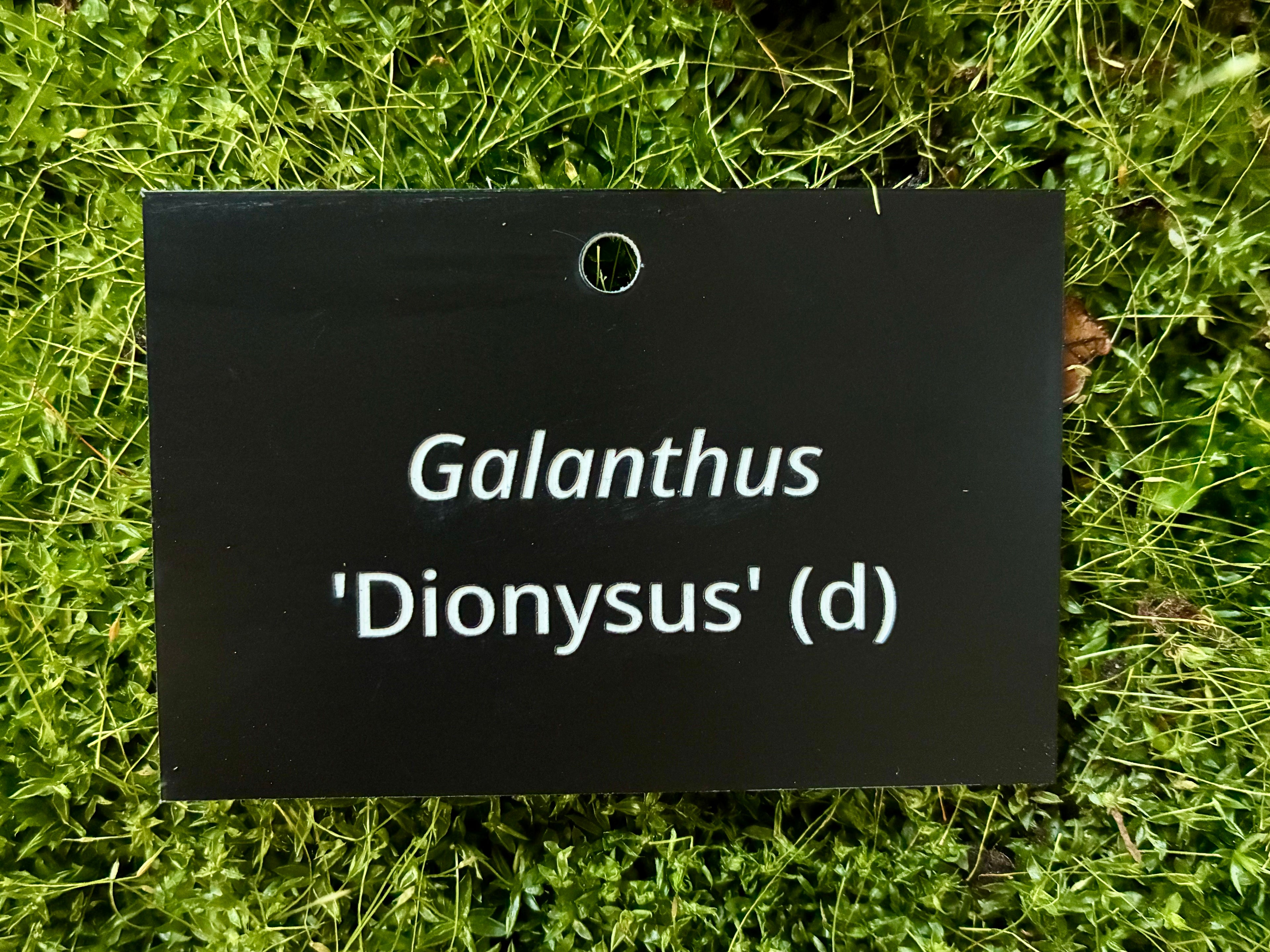 Galanthus 'Dionysus' (d) - Plant label