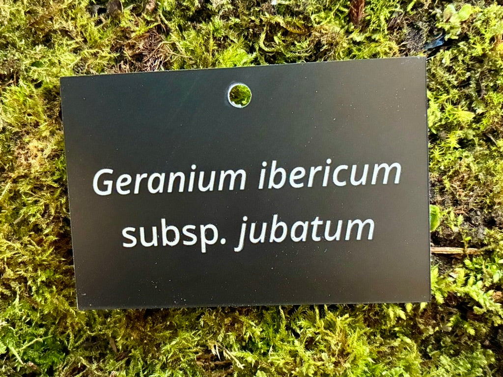 Geranium ibericum subsp. jubatum - Plant label