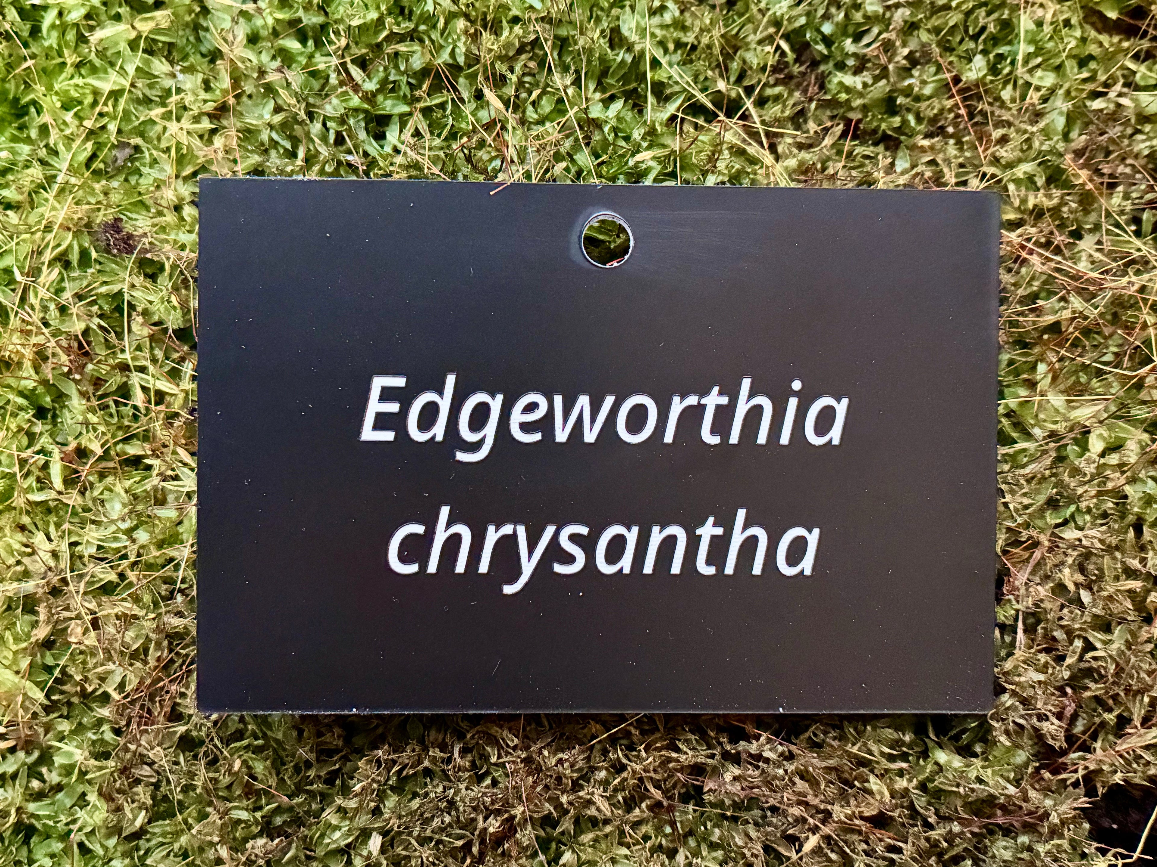 Edgeworthia chrysantha - Plant label
