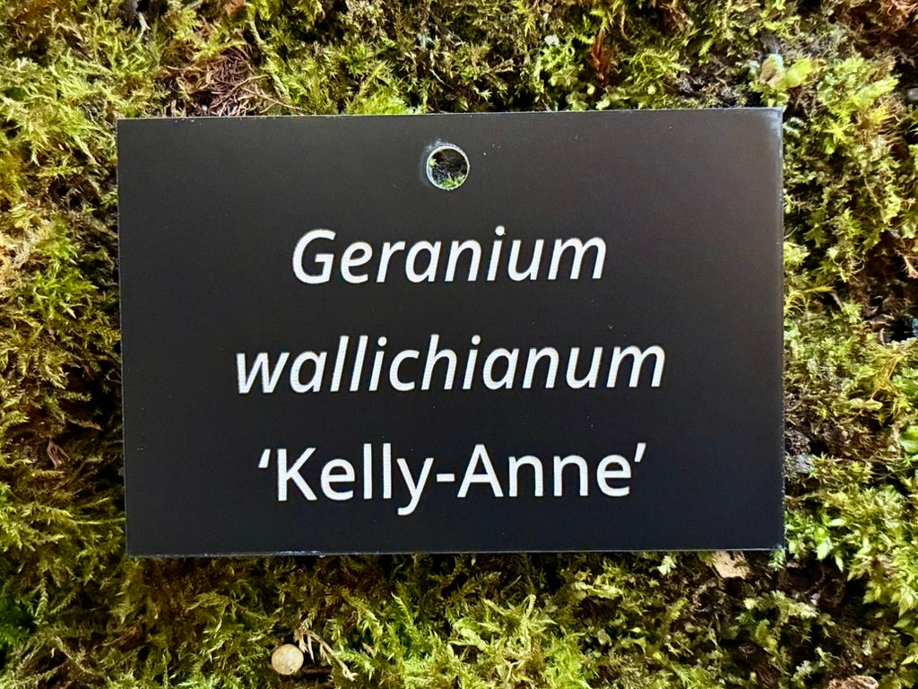 Geranium wallichianum ‘Kelly-Anne' - Plant label
