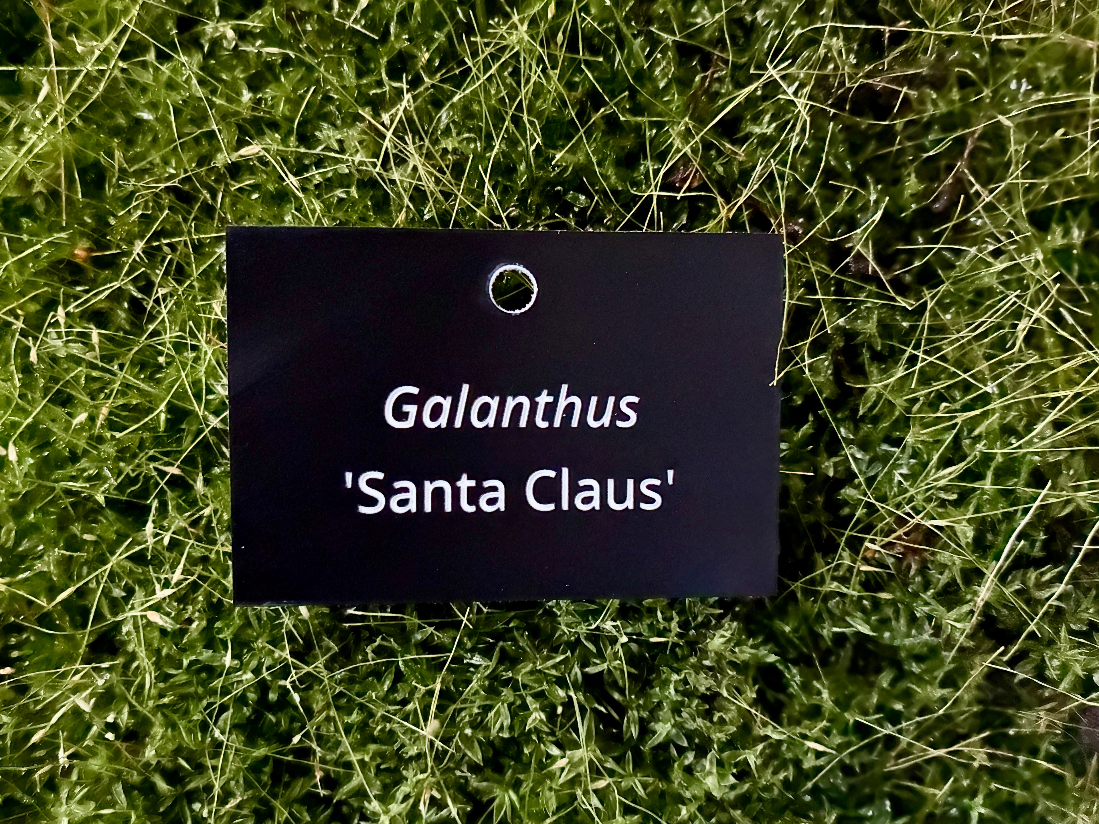 Galanthus 'Santa Claus' - Plant label